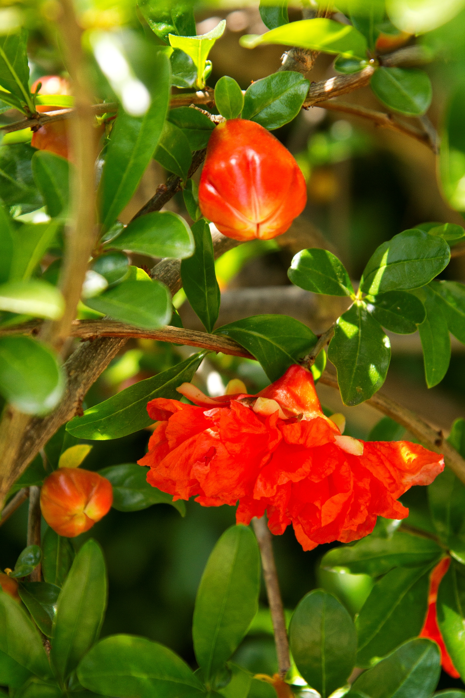 Wonderful Pomegranate – Desert Horizon Nursery