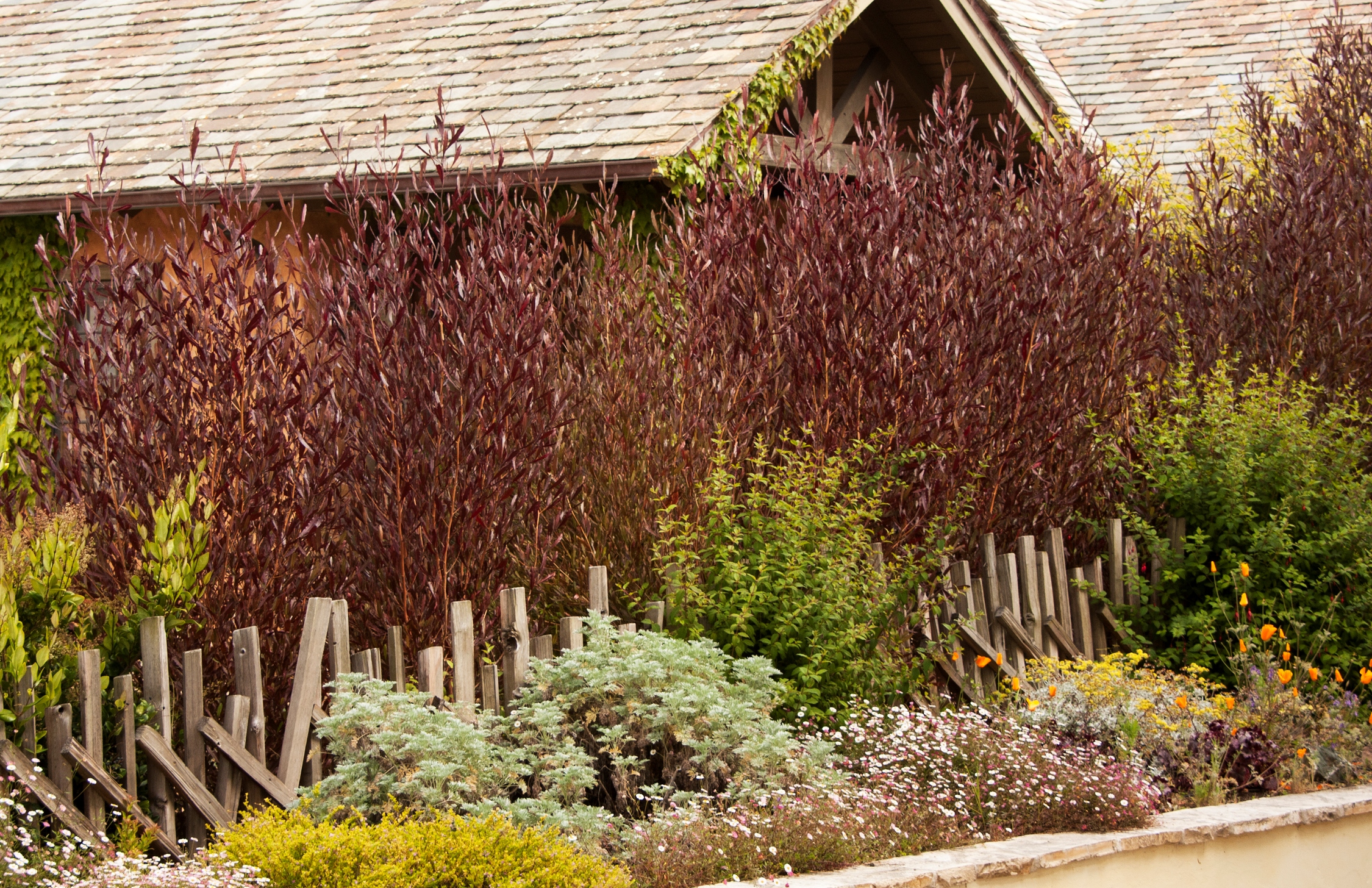 Purple Hopseed Bush – Desert Horizon Nursery