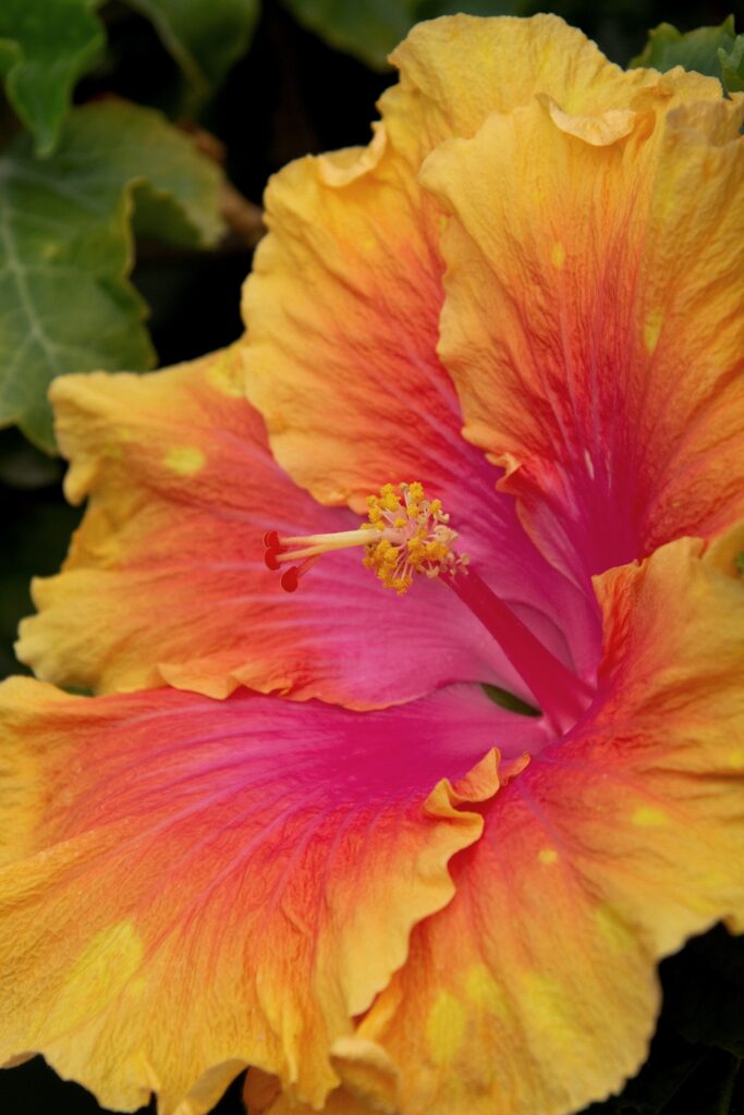Tropical Hibiscus (Standard) – Desert Horizon Nursery