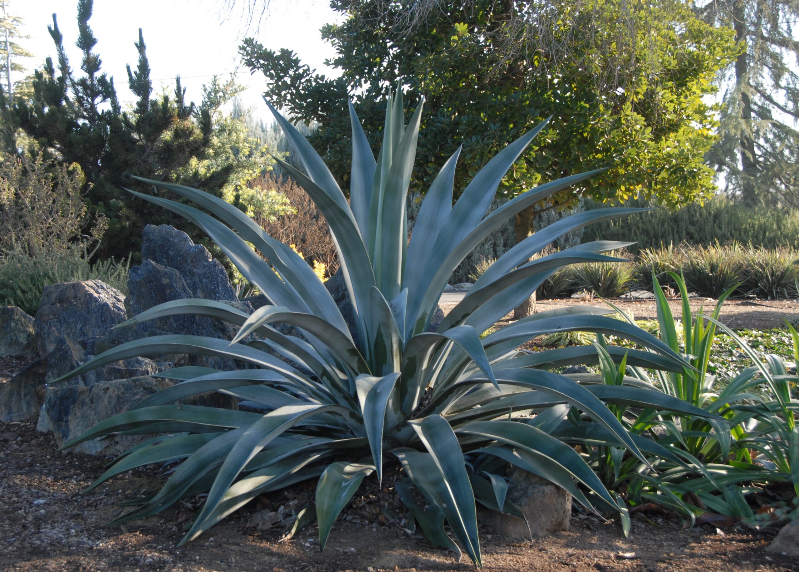Agave Weberi – Desert Horizon Nursery