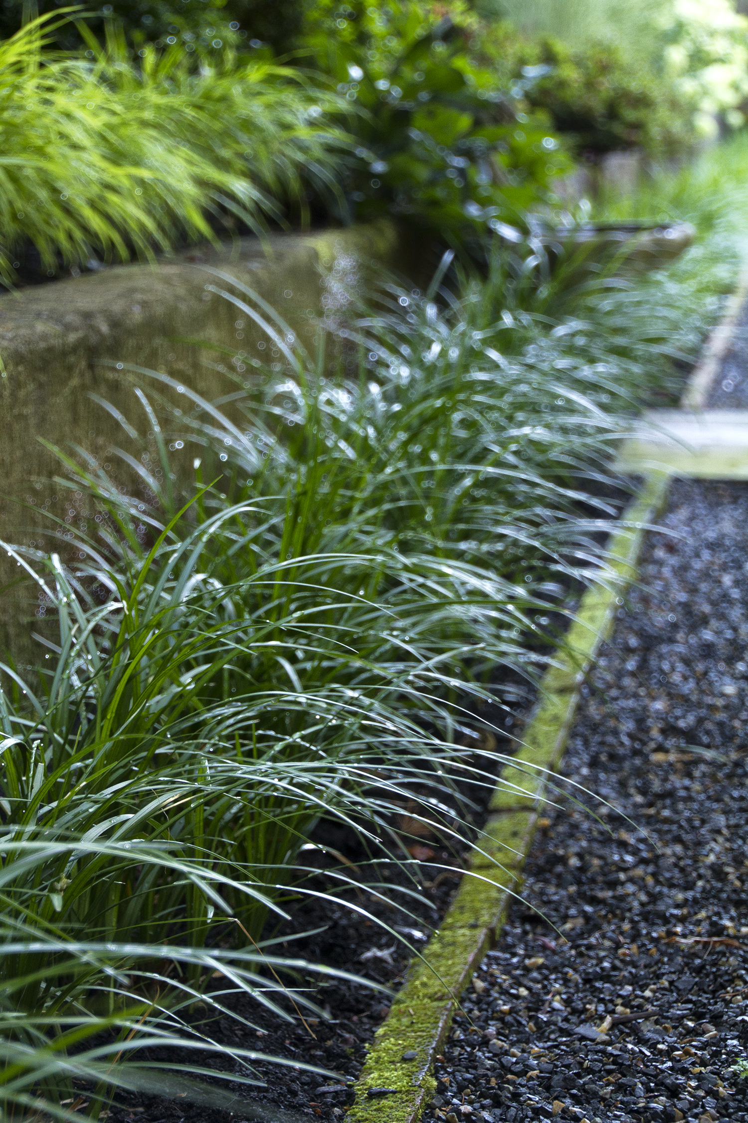 Monkey Grass – Desert Horizon Nursery