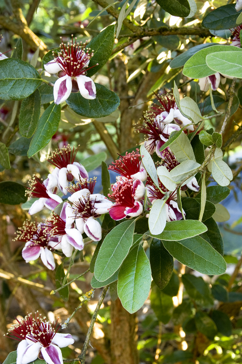 Pineapple Guava – Desert Horizon Nursery