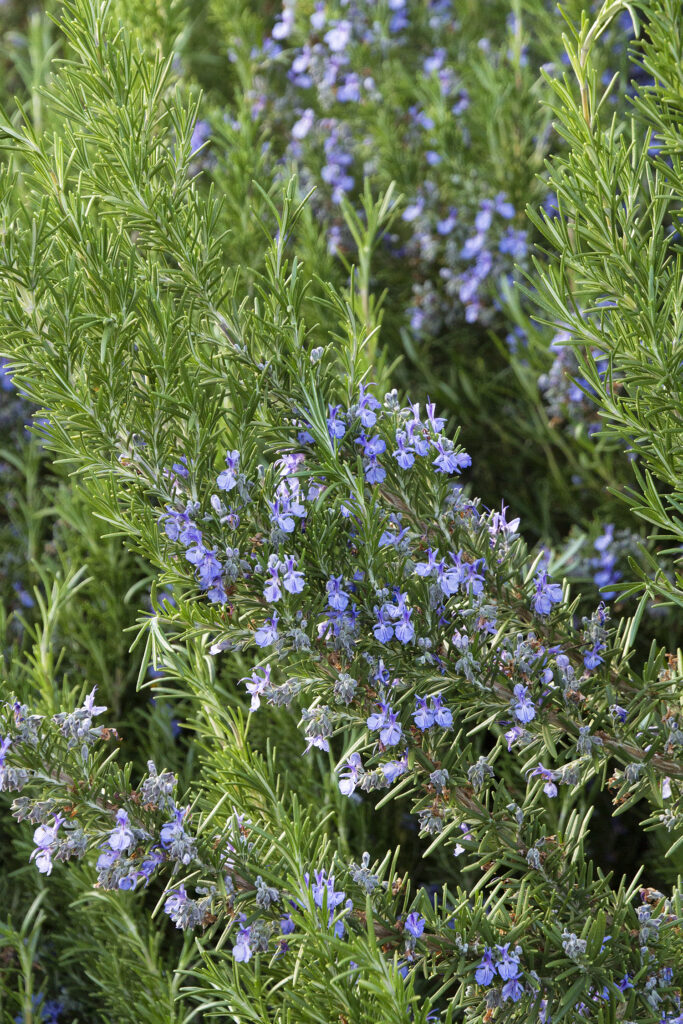 Rosemary 'Tuscan Blue' – Desert Horizon Nursery