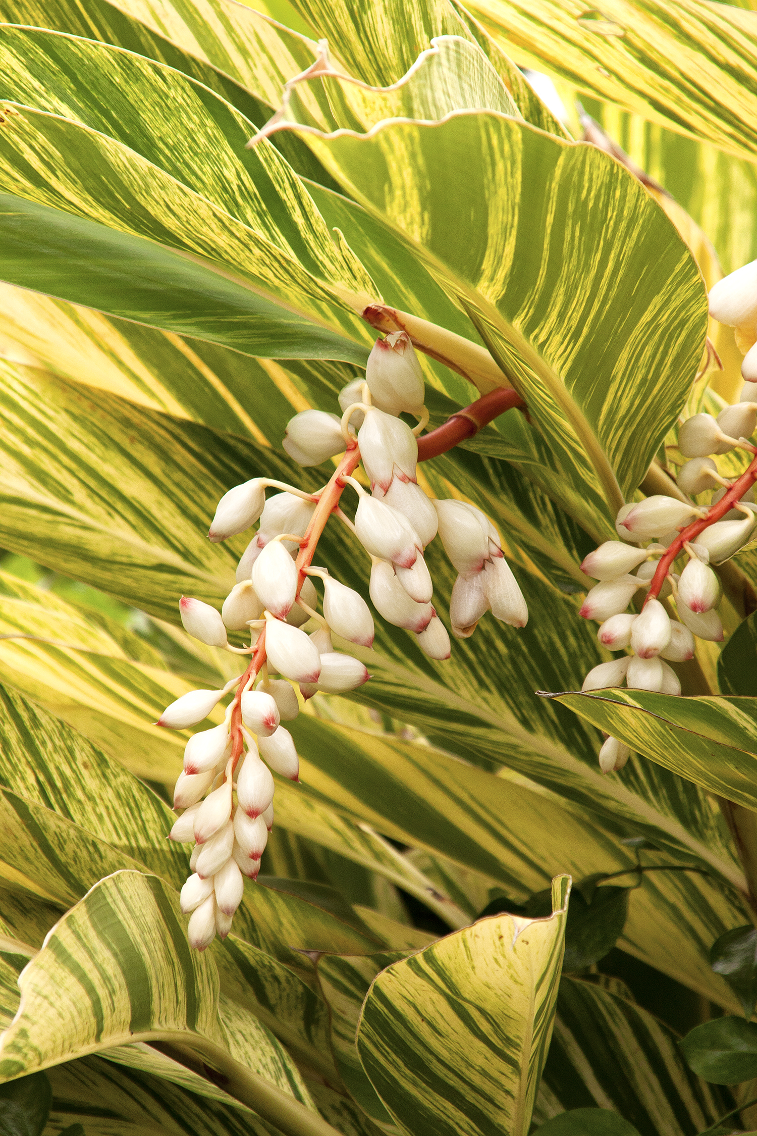 Variegated Shell Ginger – Desert Horizon Nursery