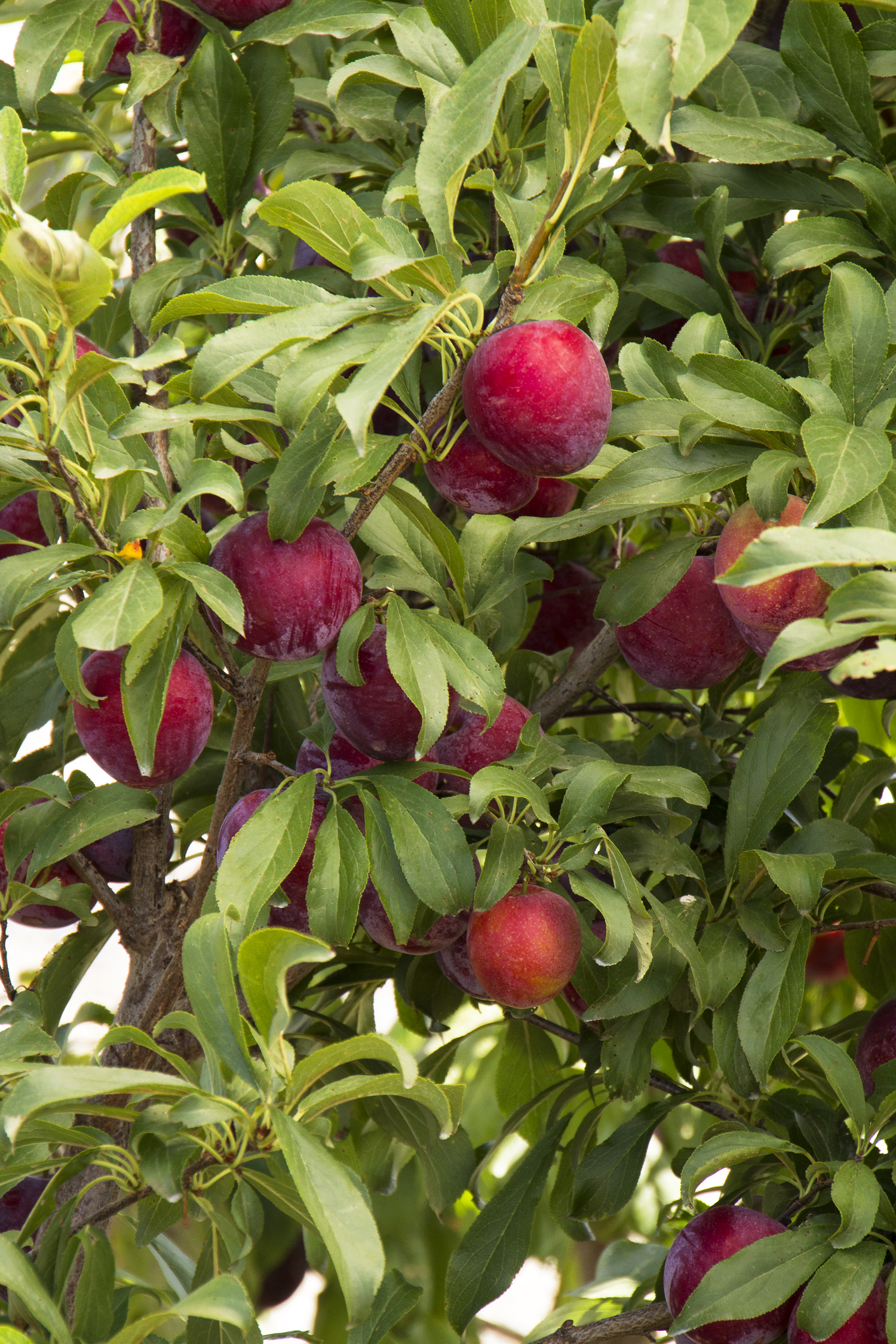 Plum - Santa Rosa – Desert Horizon Nursery