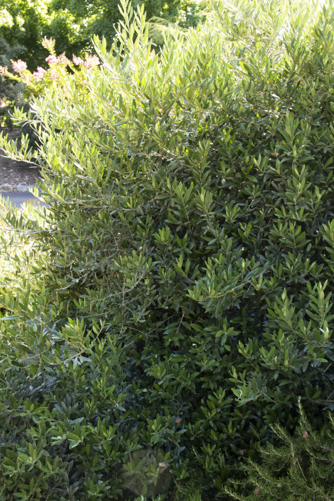 Little Ollie TREE 2 Ball – Desert Horizon Nursery