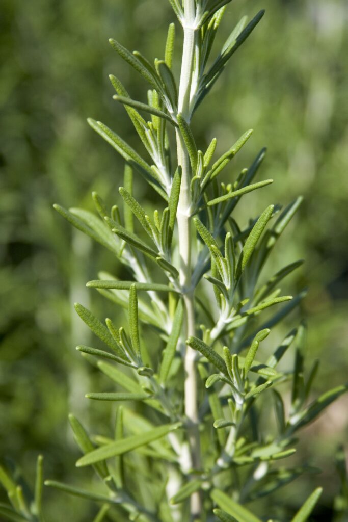 Rosmarinus Off BBQ – Desert Horizon Nursery