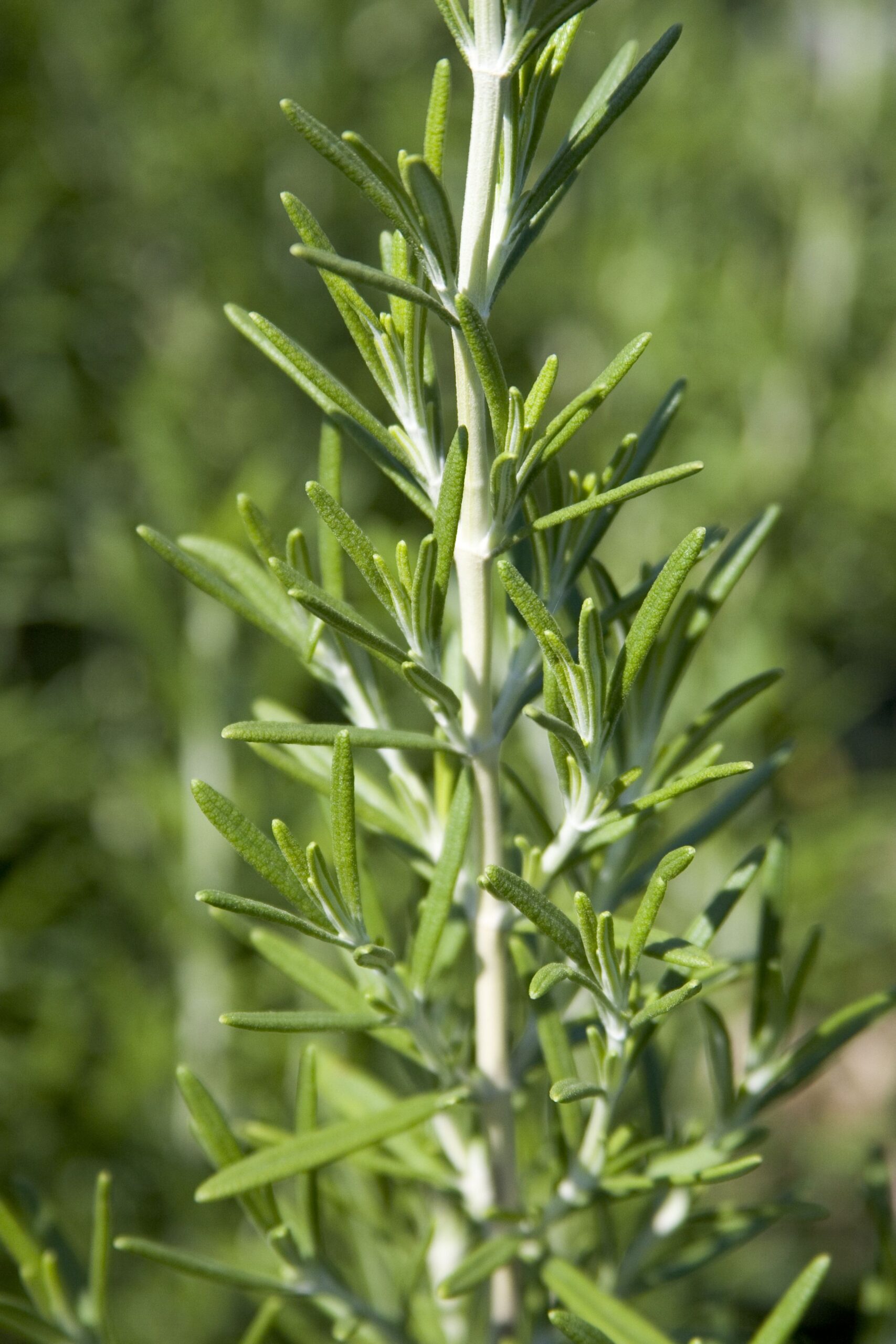 Rosmar Off Barbeque – Desert Horizon Nursery