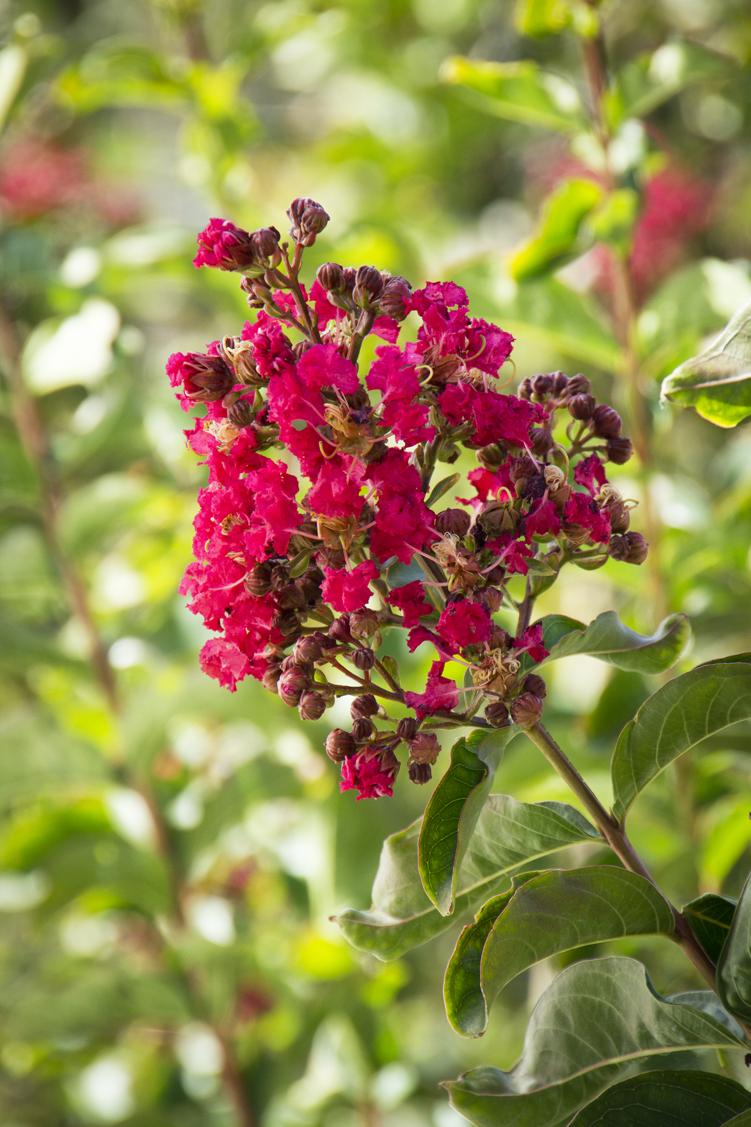 Crape Myrtle Arapahoe (Red) – Desert Horizon Nursery