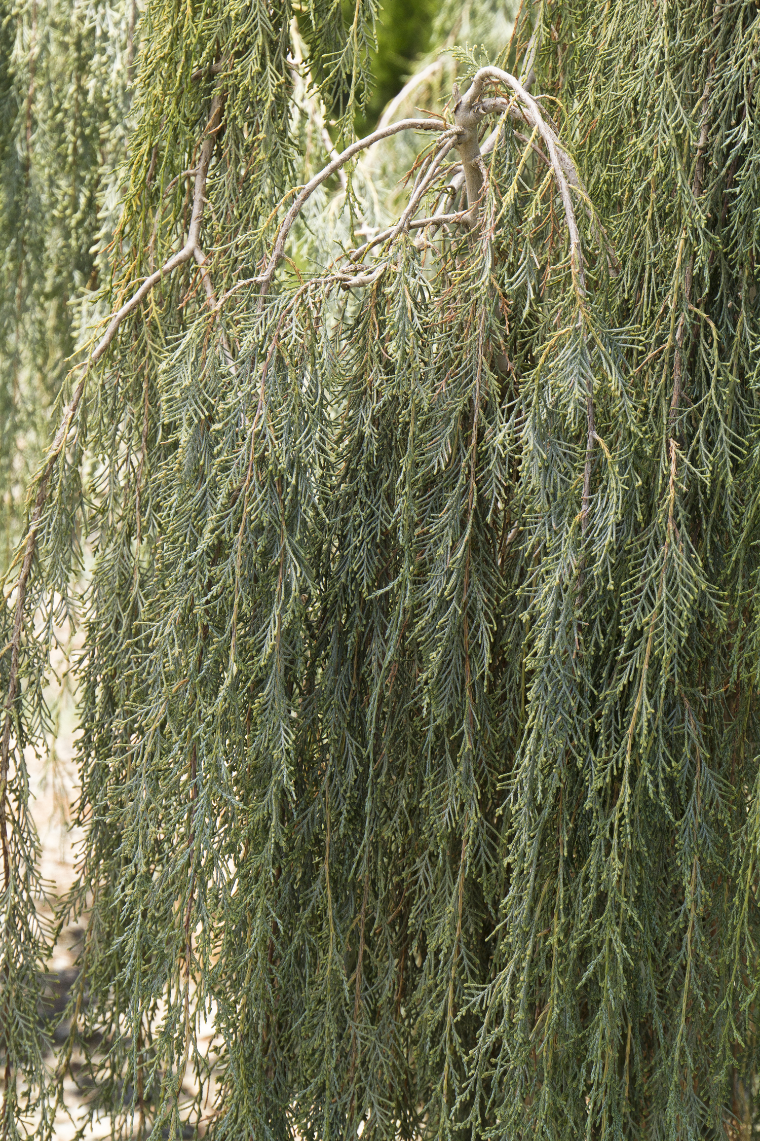 Tolleson's Blue Weeping Juniper – Desert Horizon Nursery