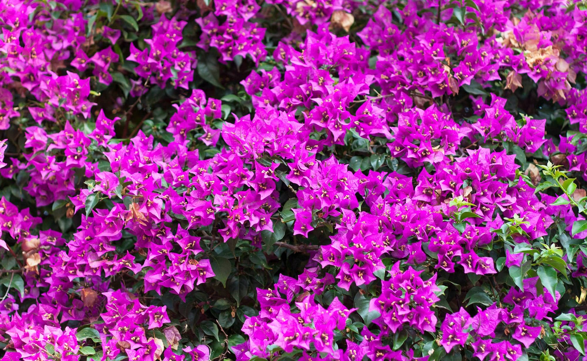 Bougainvillea 'Royal Purple' – Desert Horizon Nursery