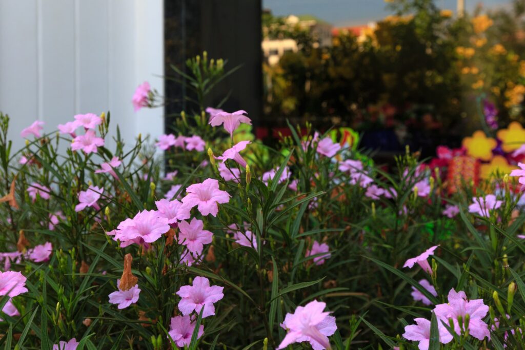 Ruellia Britt Pink – Desert Horizon Nursery