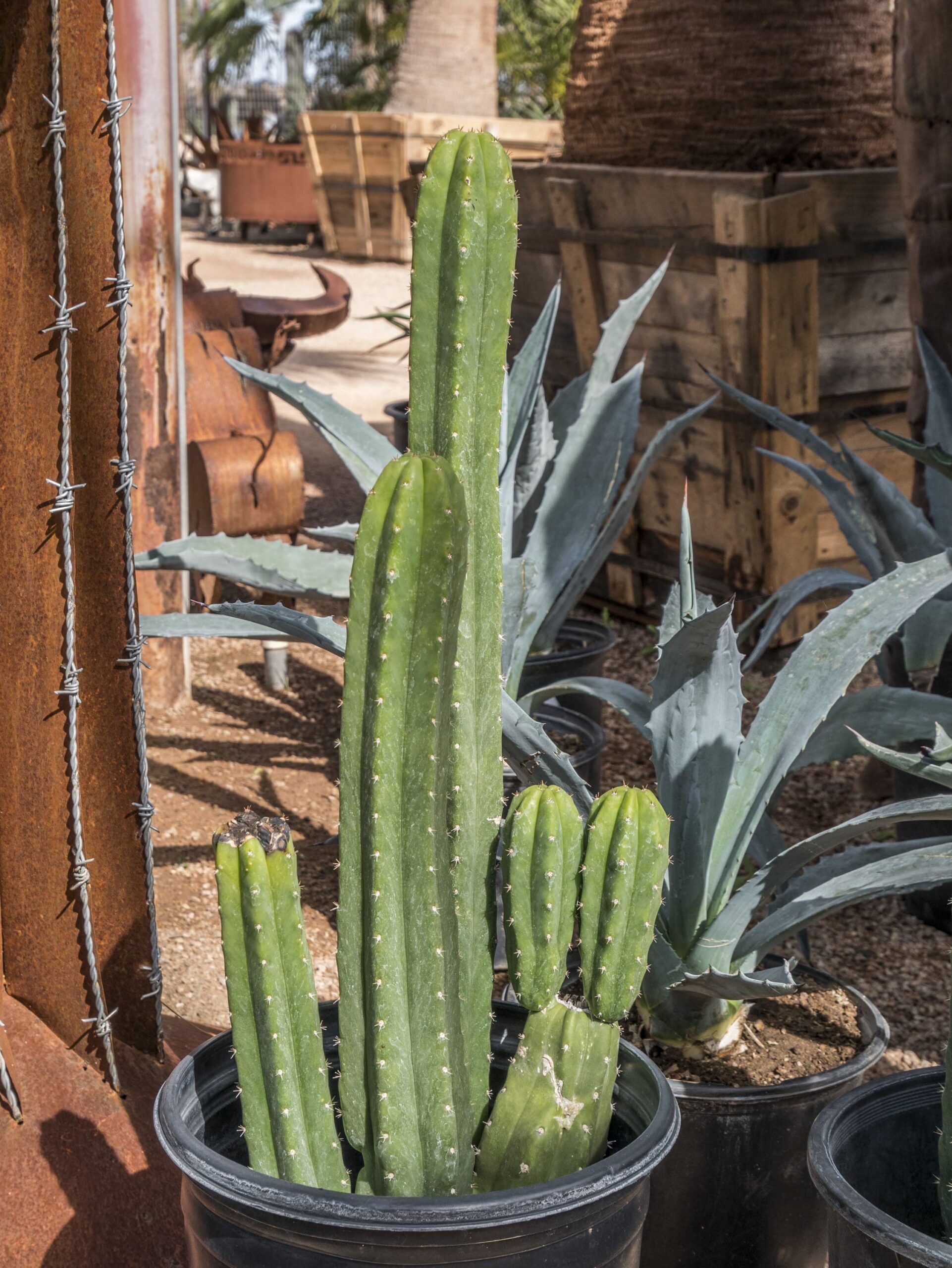 San Pedro Cactus – Desert Horizon Nursery