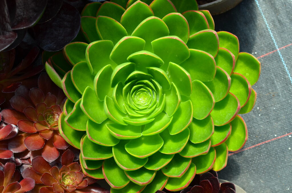 Semponium 'Diamond' – Desert Horizon Nursery