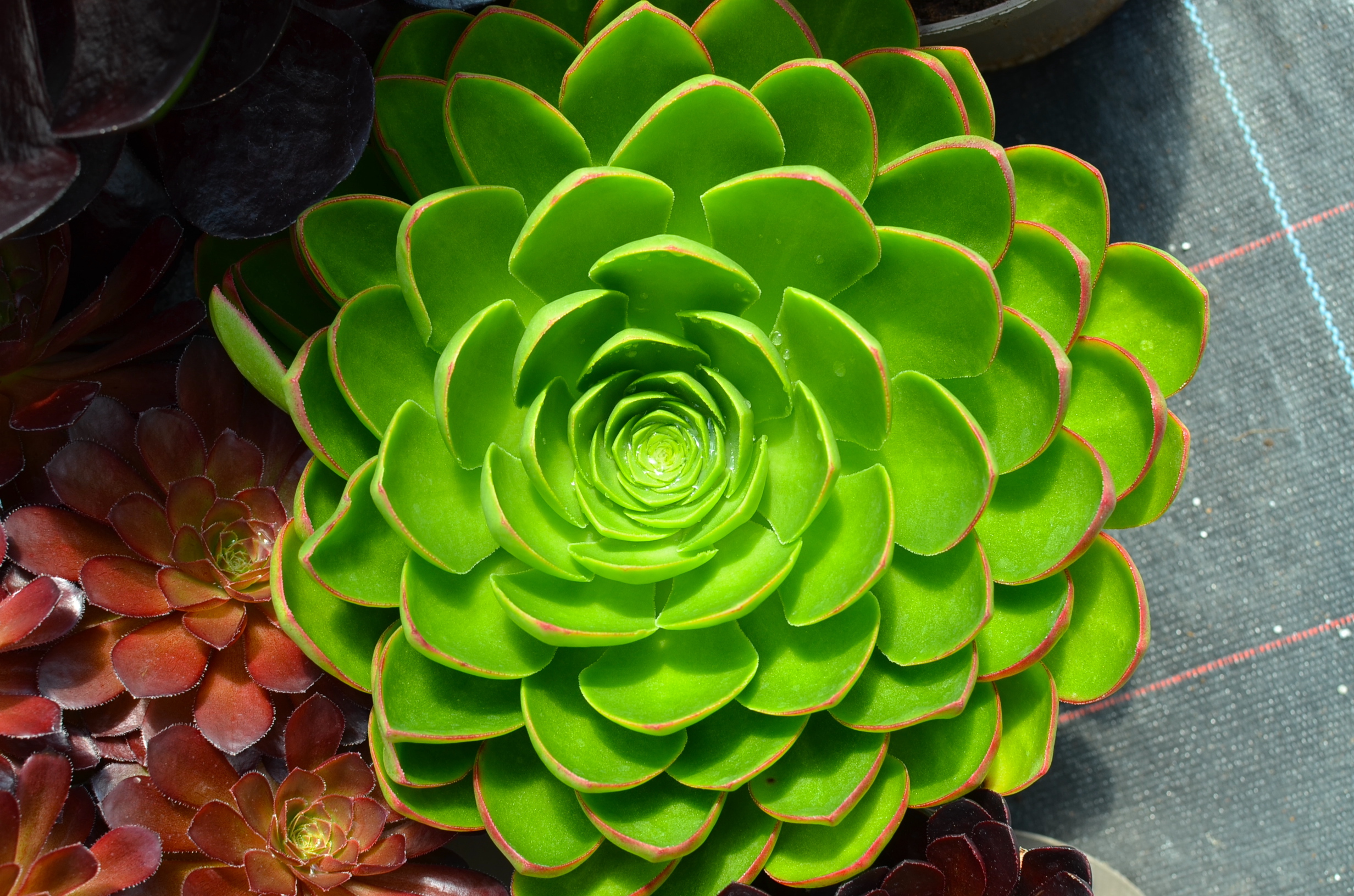 Semponium 'Diamond' – Desert Horizon Nursery
