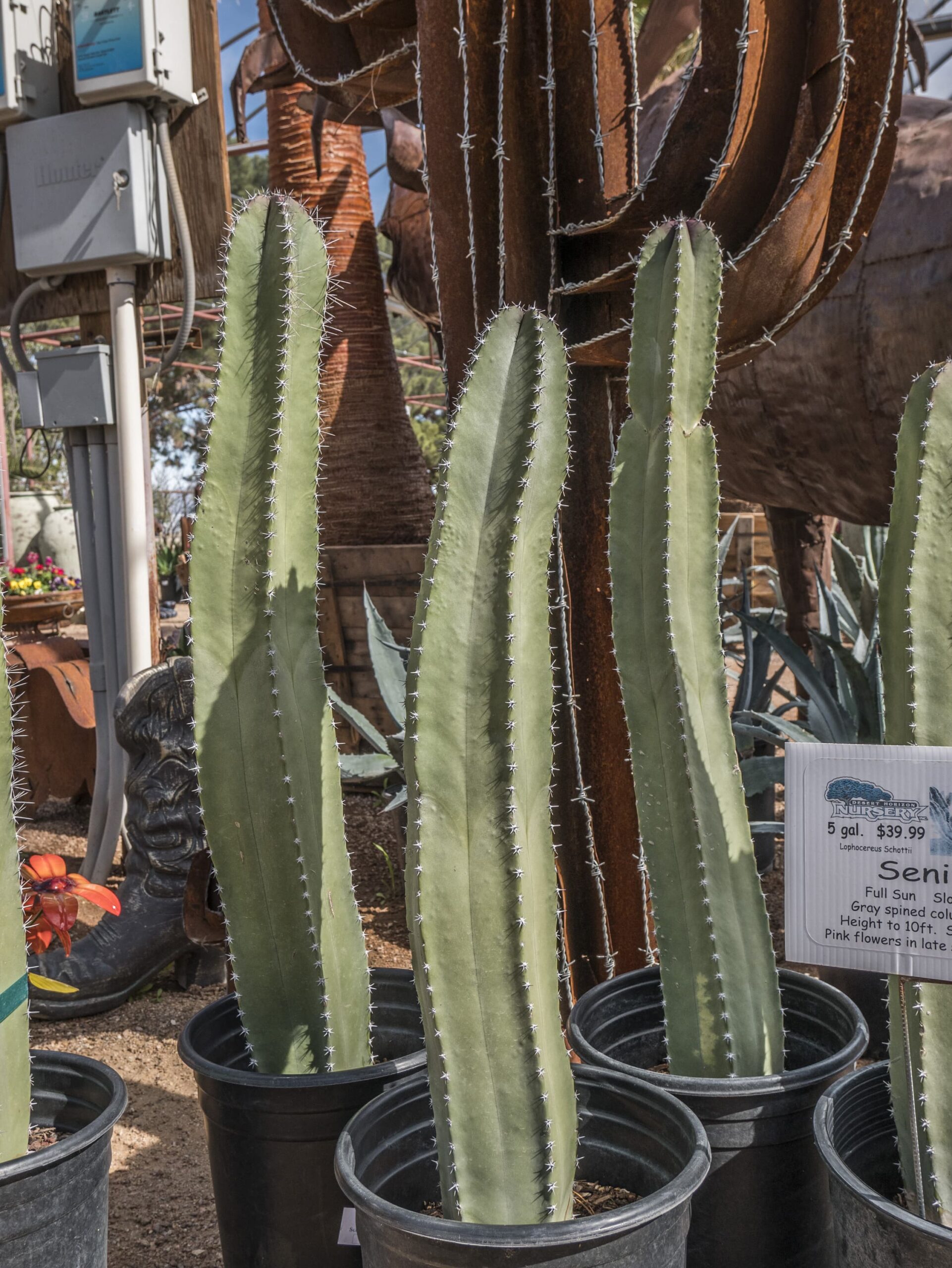 Senita – Desert Horizon Nursery