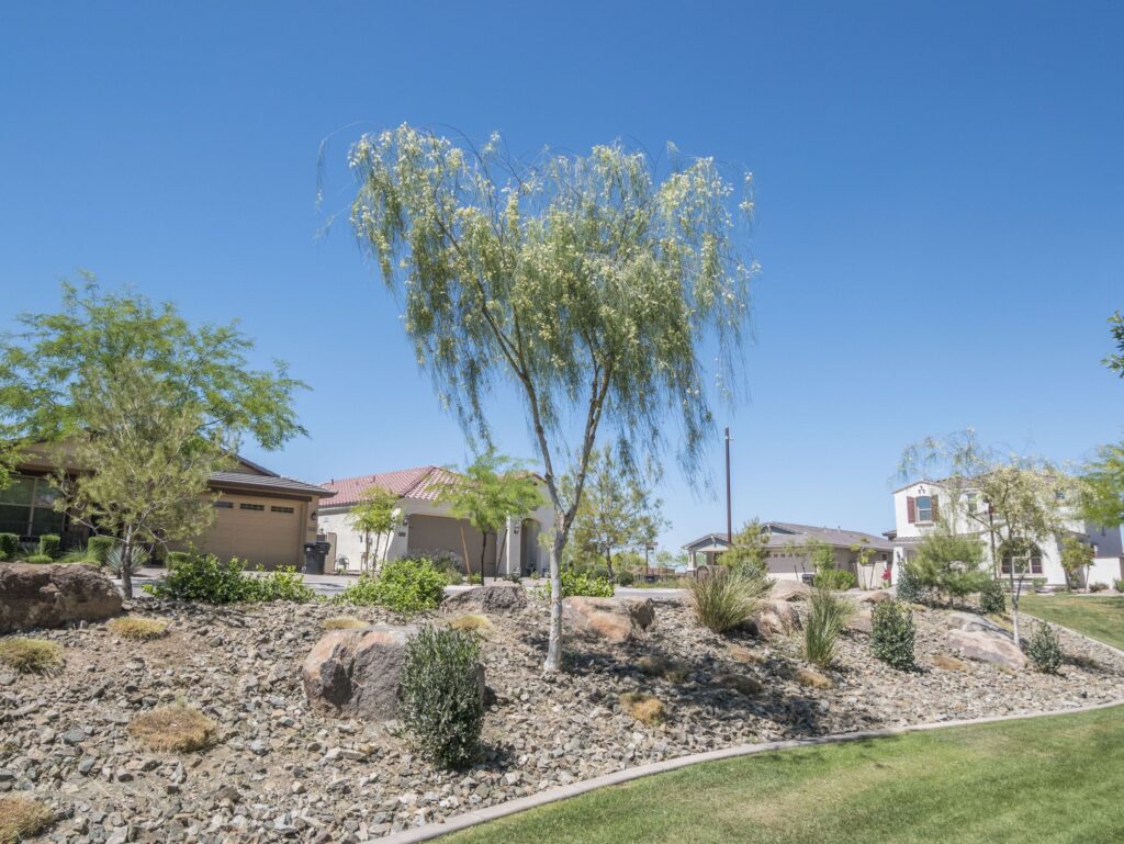 Shoestring Acacia – Desert Horizon Nursery