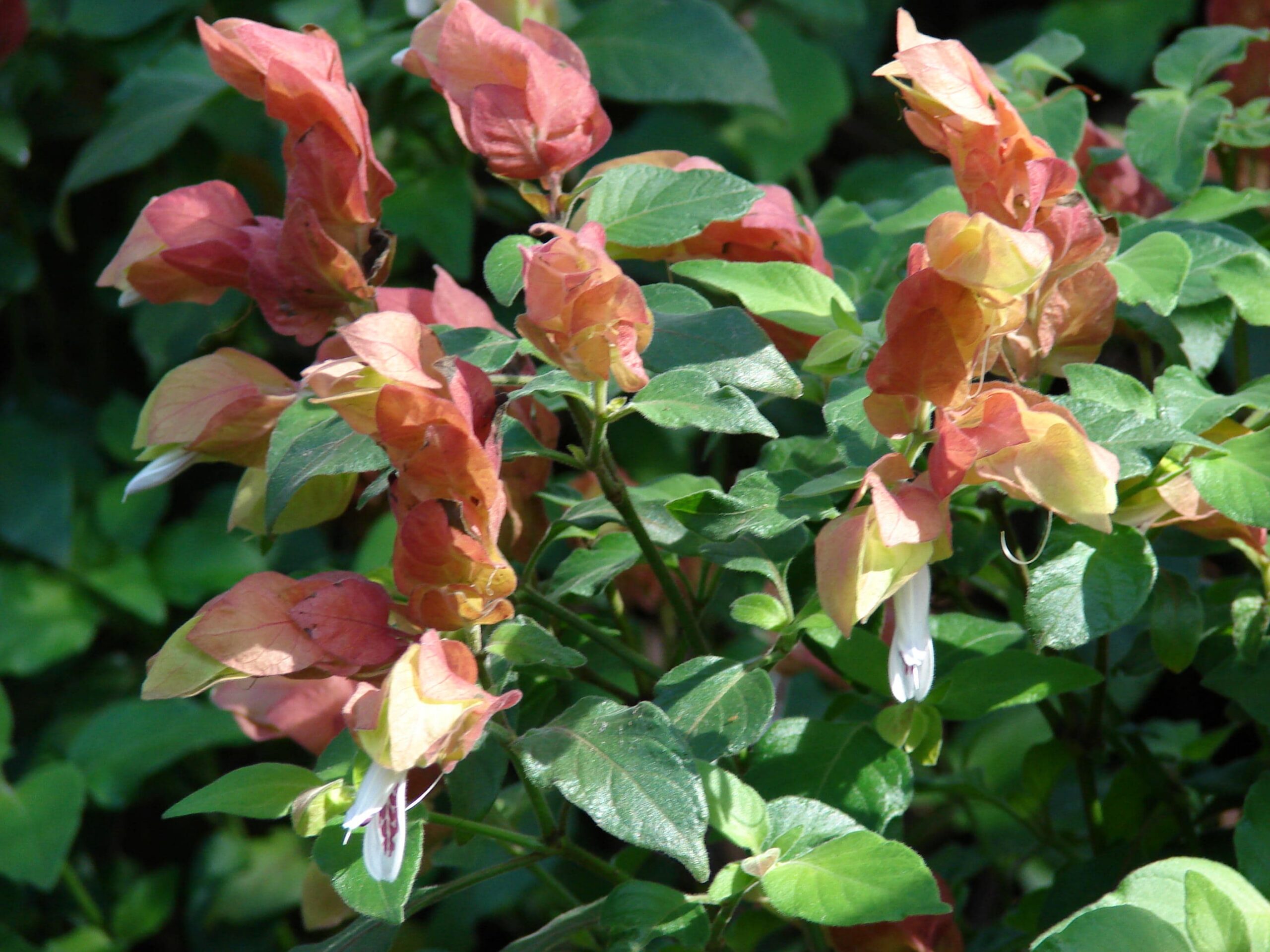 Shrimp Plant – Desert Horizon Nursery