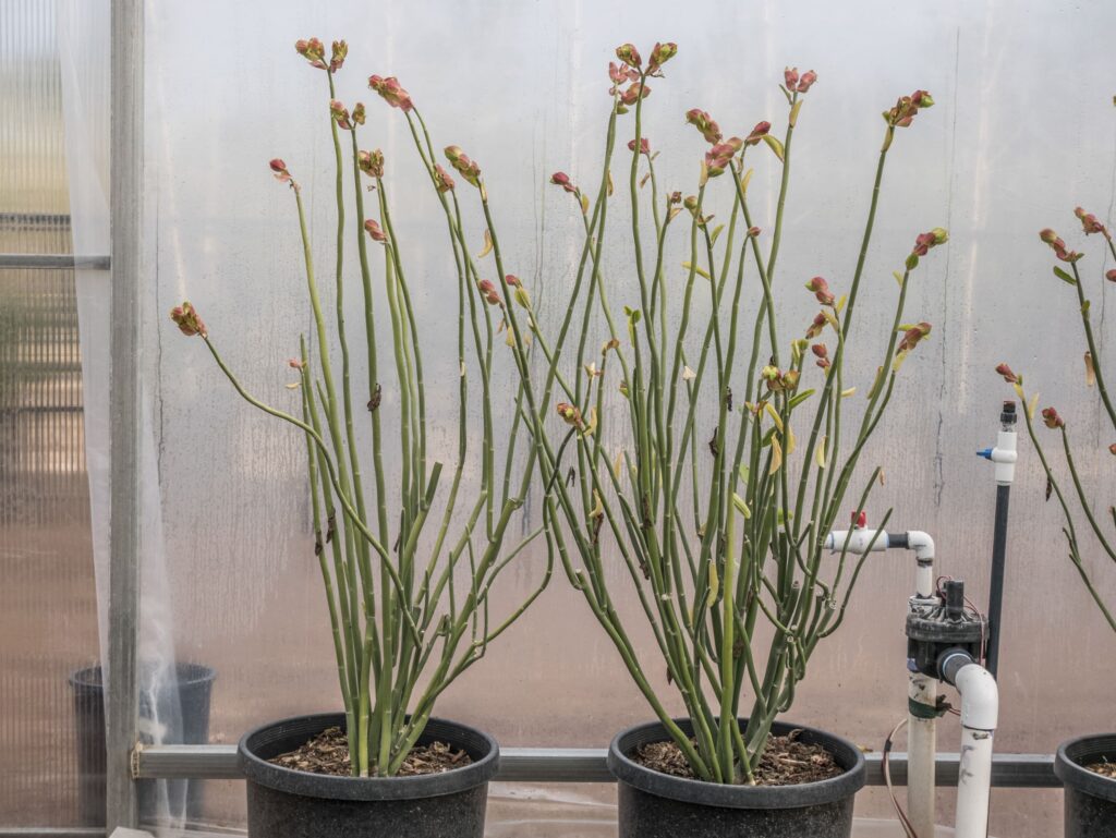 Tall Lady Slipper – Desert Horizon Nursery