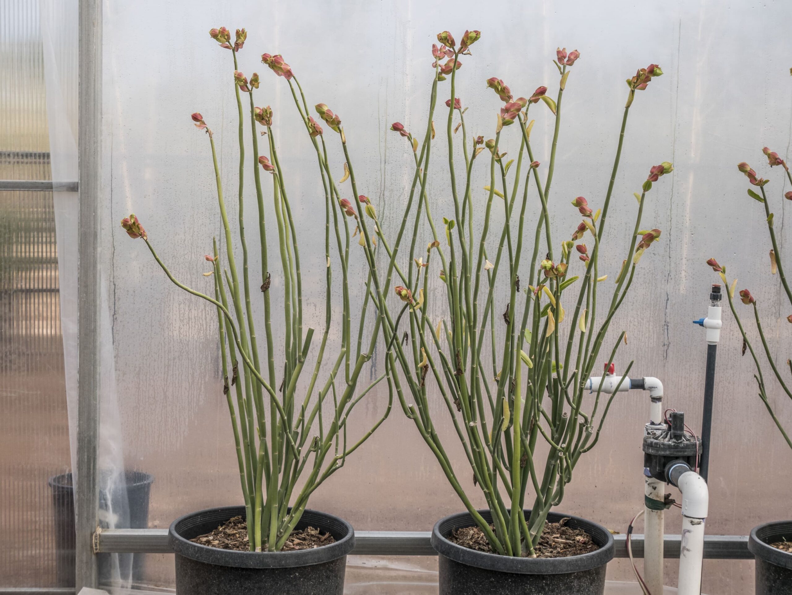 Tall Lady Slipper – Desert Horizon Nursery