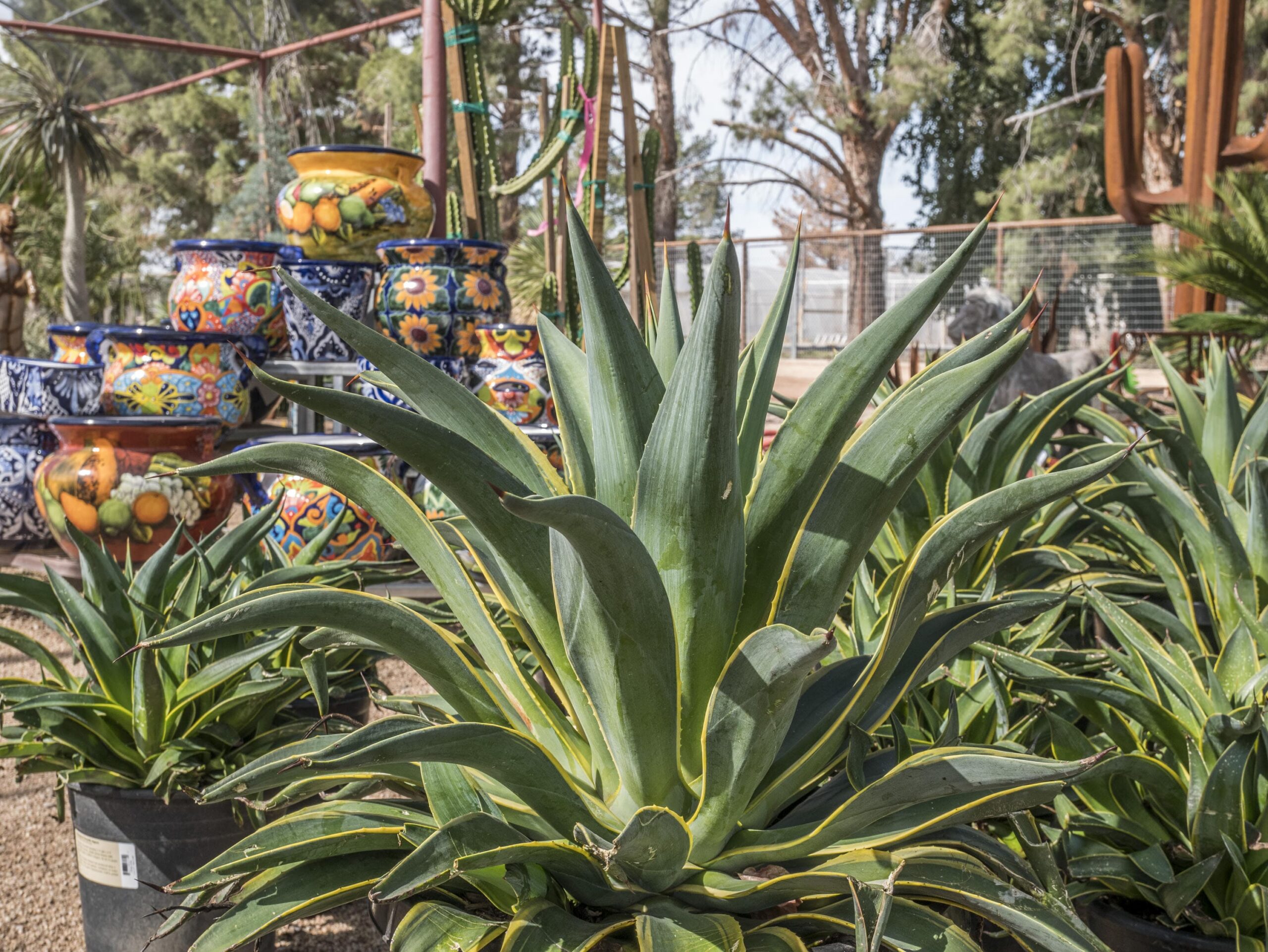 Texas Tuff Agave – Desert Horizon Nursery