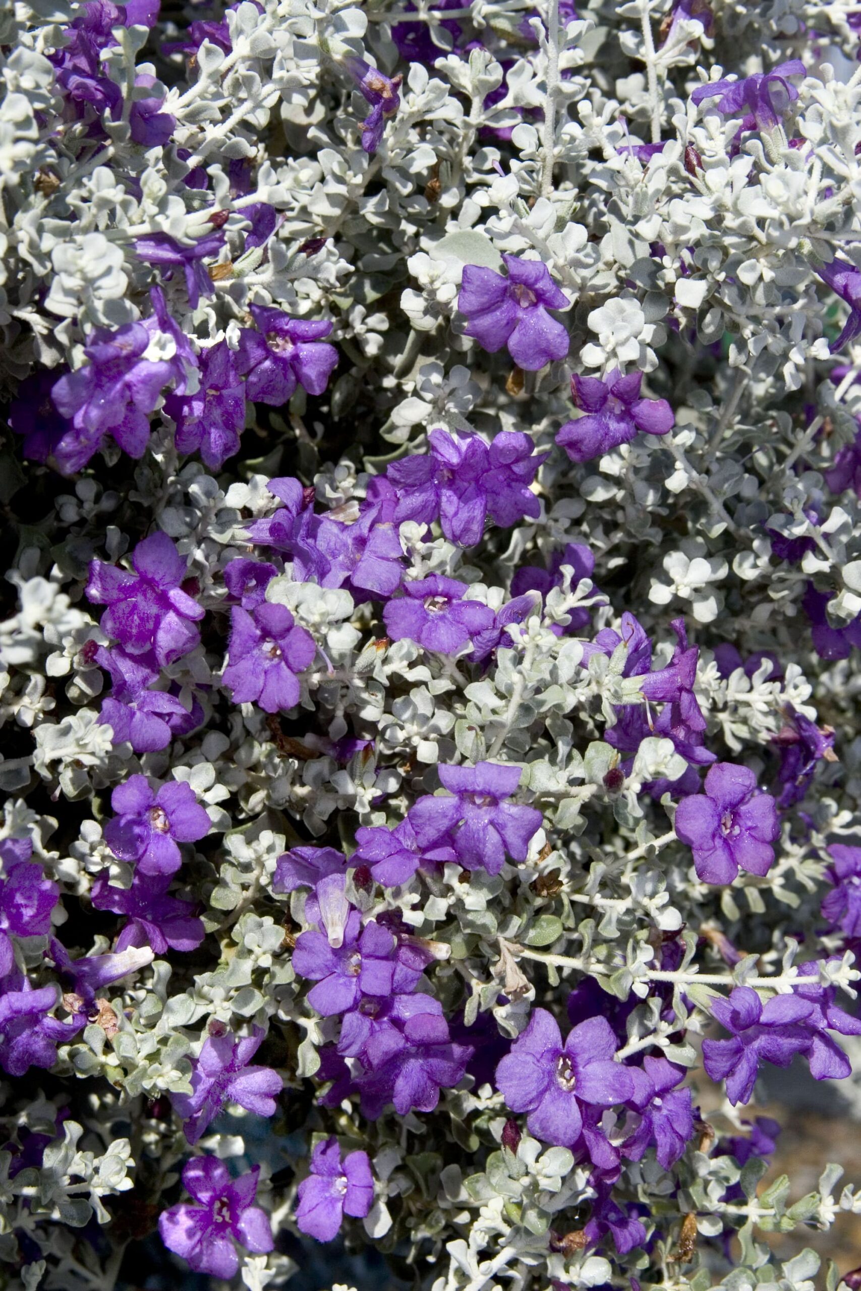 Thundercloud Sage – Desert Horizon Nursery