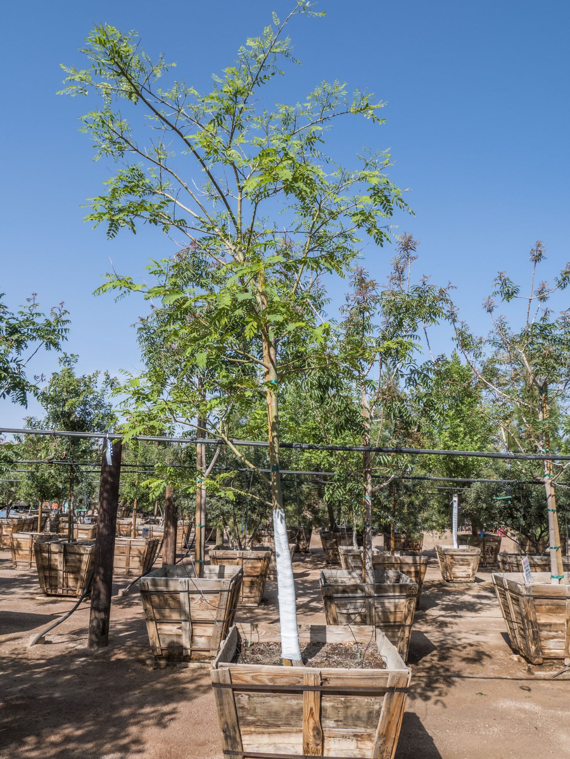 Tipu – Desert Horizon Nursery