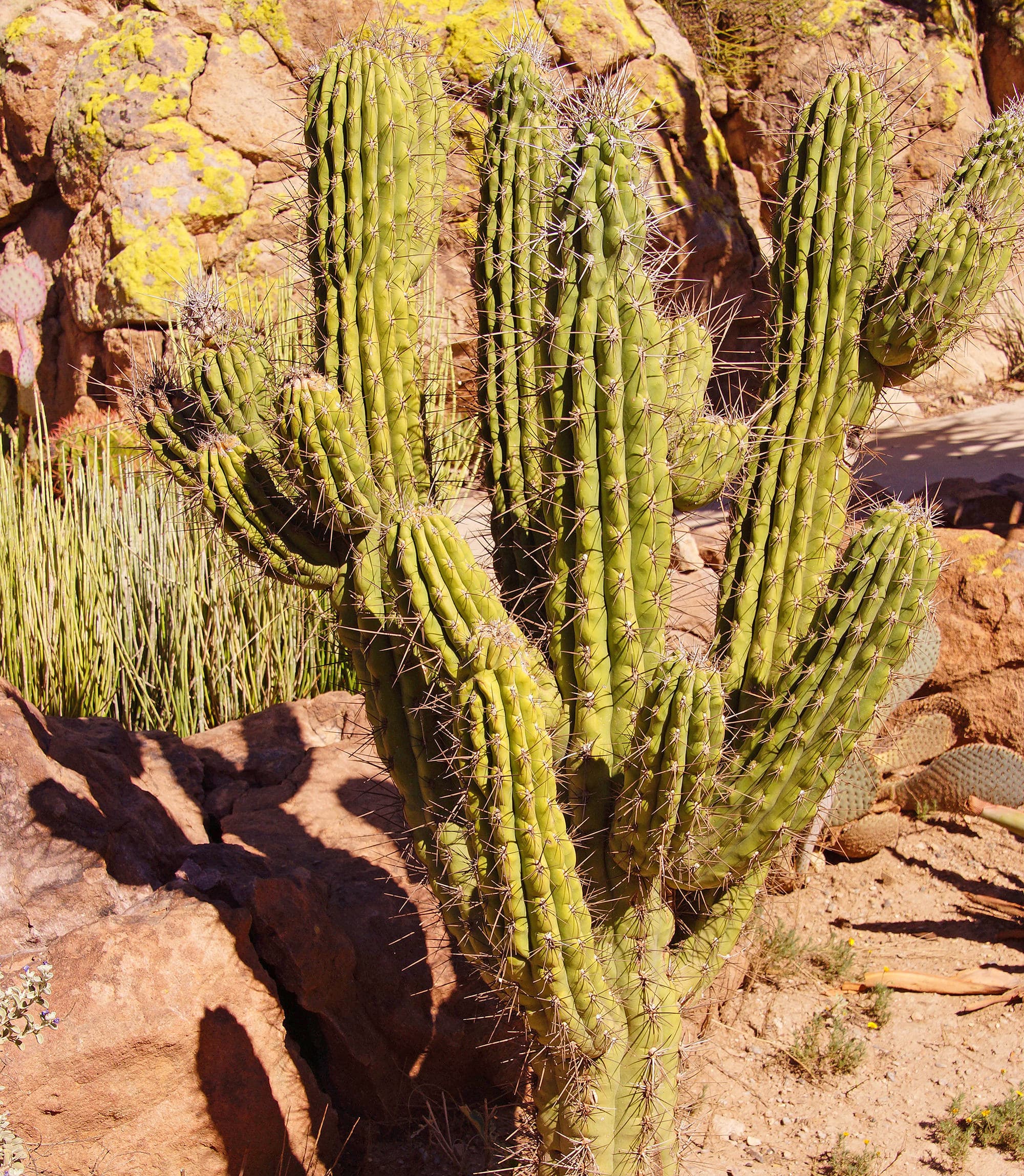 Toothpick Cactus – Desert Horizon Nursery