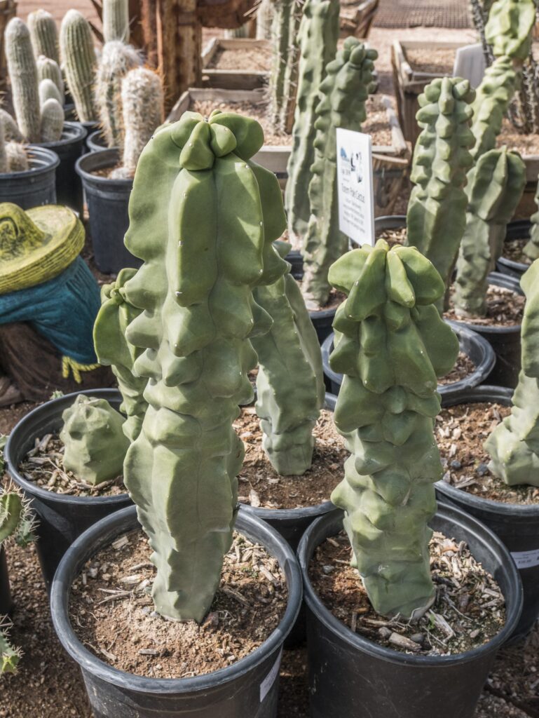 Totem Pole – Desert Horizon Nursery