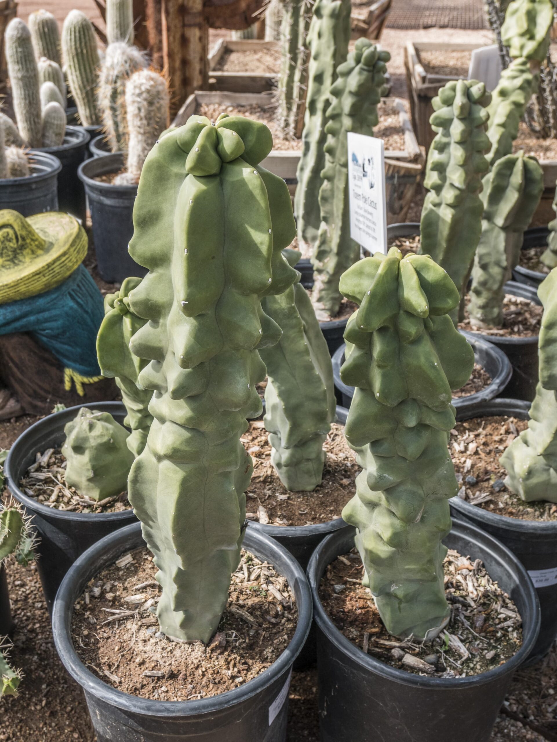 Totem Pole – Desert Horizon Nursery
