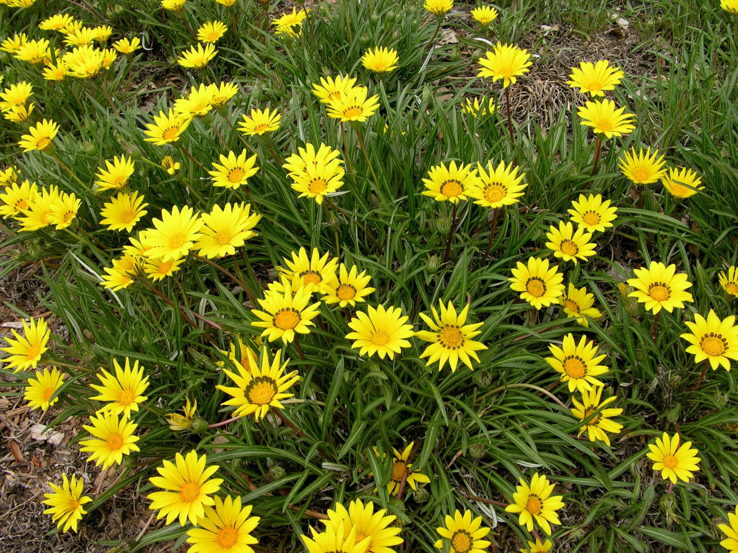 Gazania Trailing – Desert Horizon Nursery