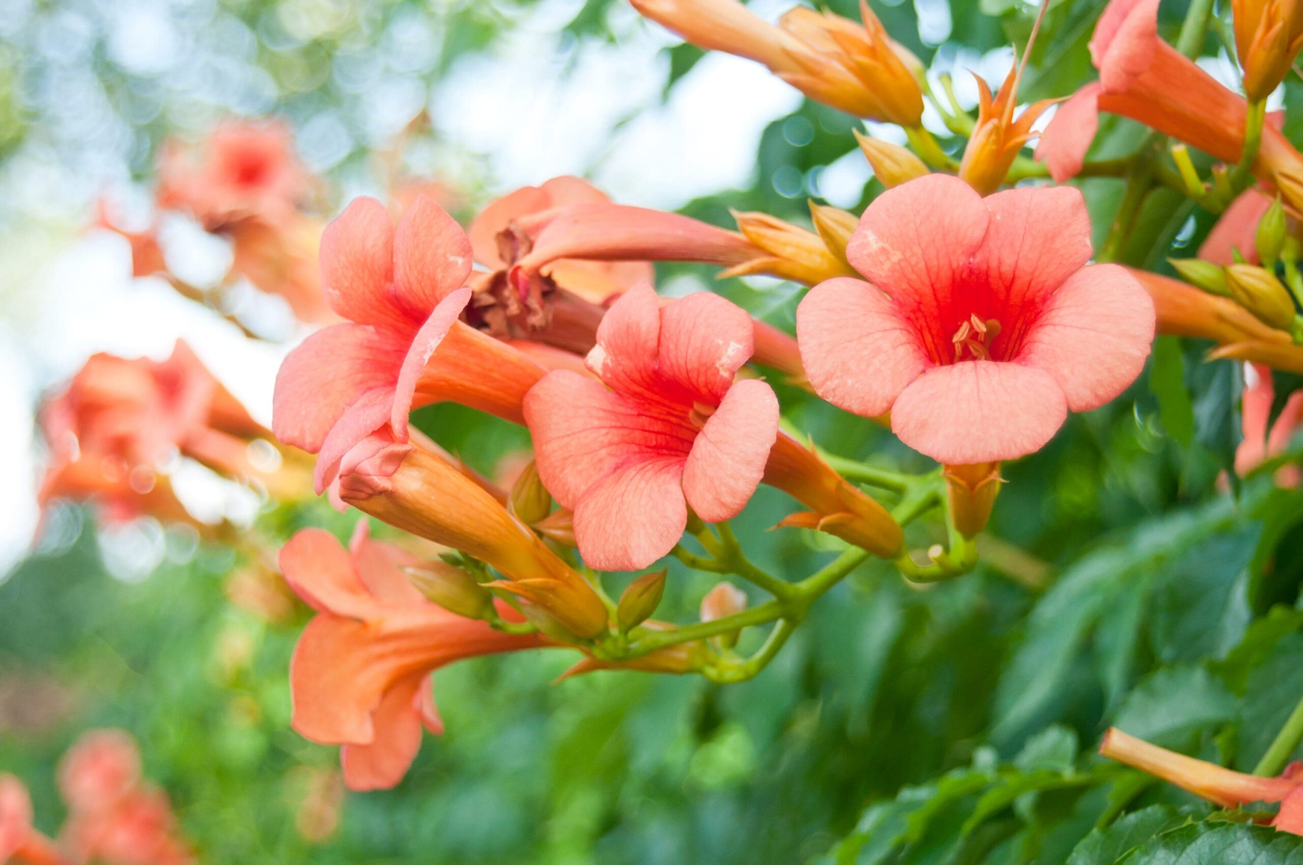 Trumpet Creeper – Desert Horizon Nursery