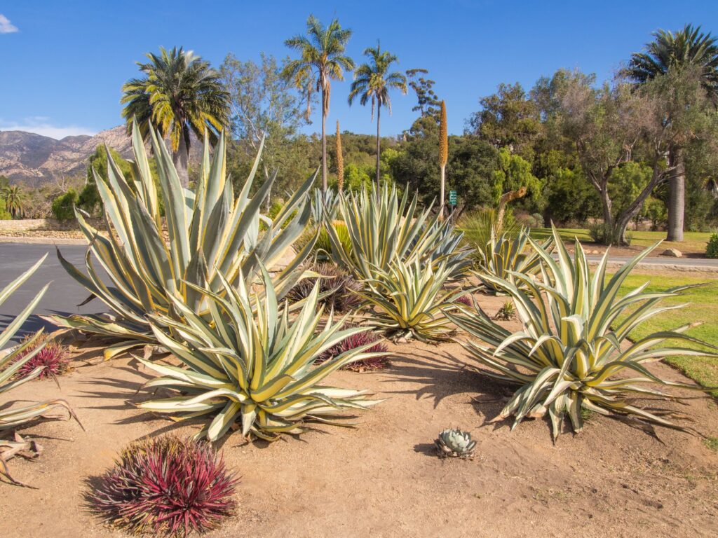 Variegated Century Agave – Desert Horizon Nursery