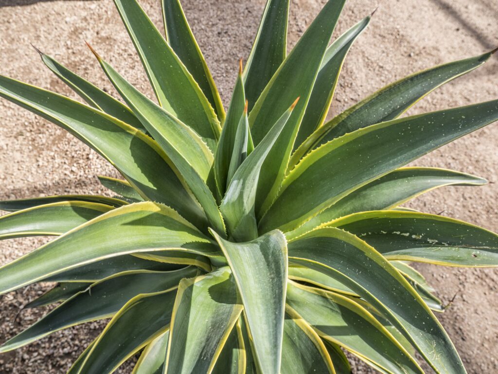 Variegated Smooth Edge Agave – Desert Horizon Nursery