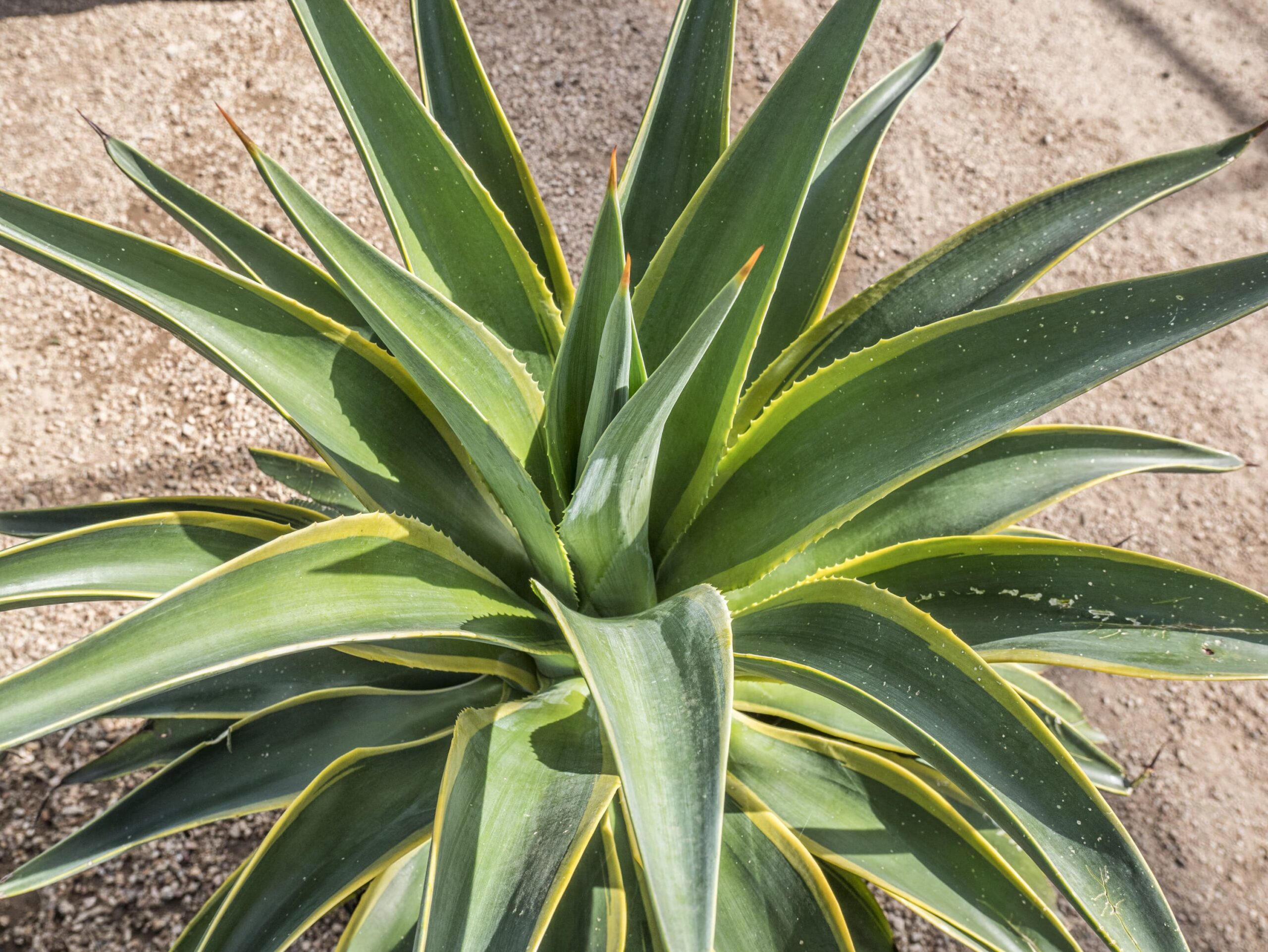 Variegated Smooth Edge Agave – Desert Horizon Nursery