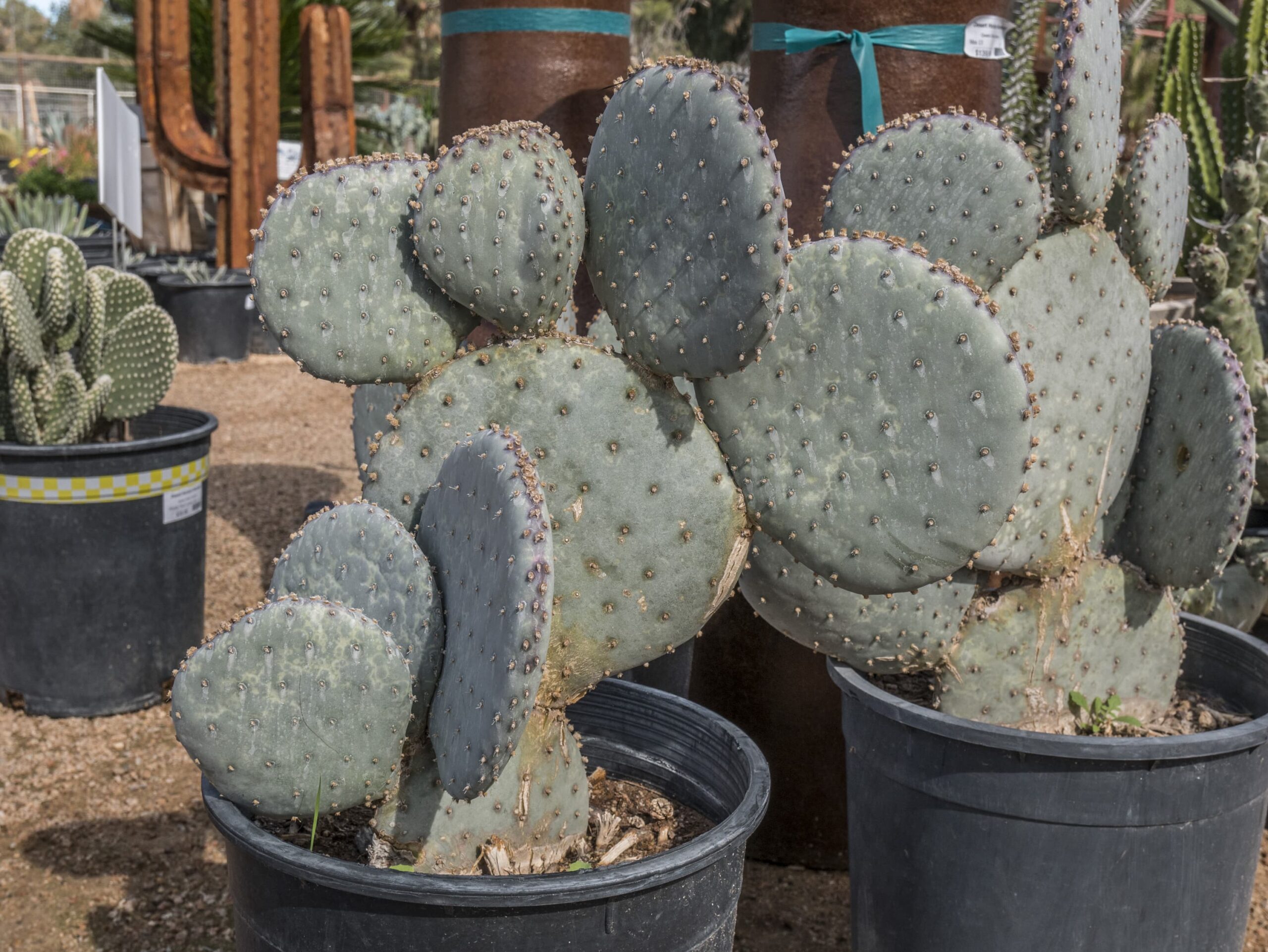 Wheel Opuntia – Desert Horizon Nursery