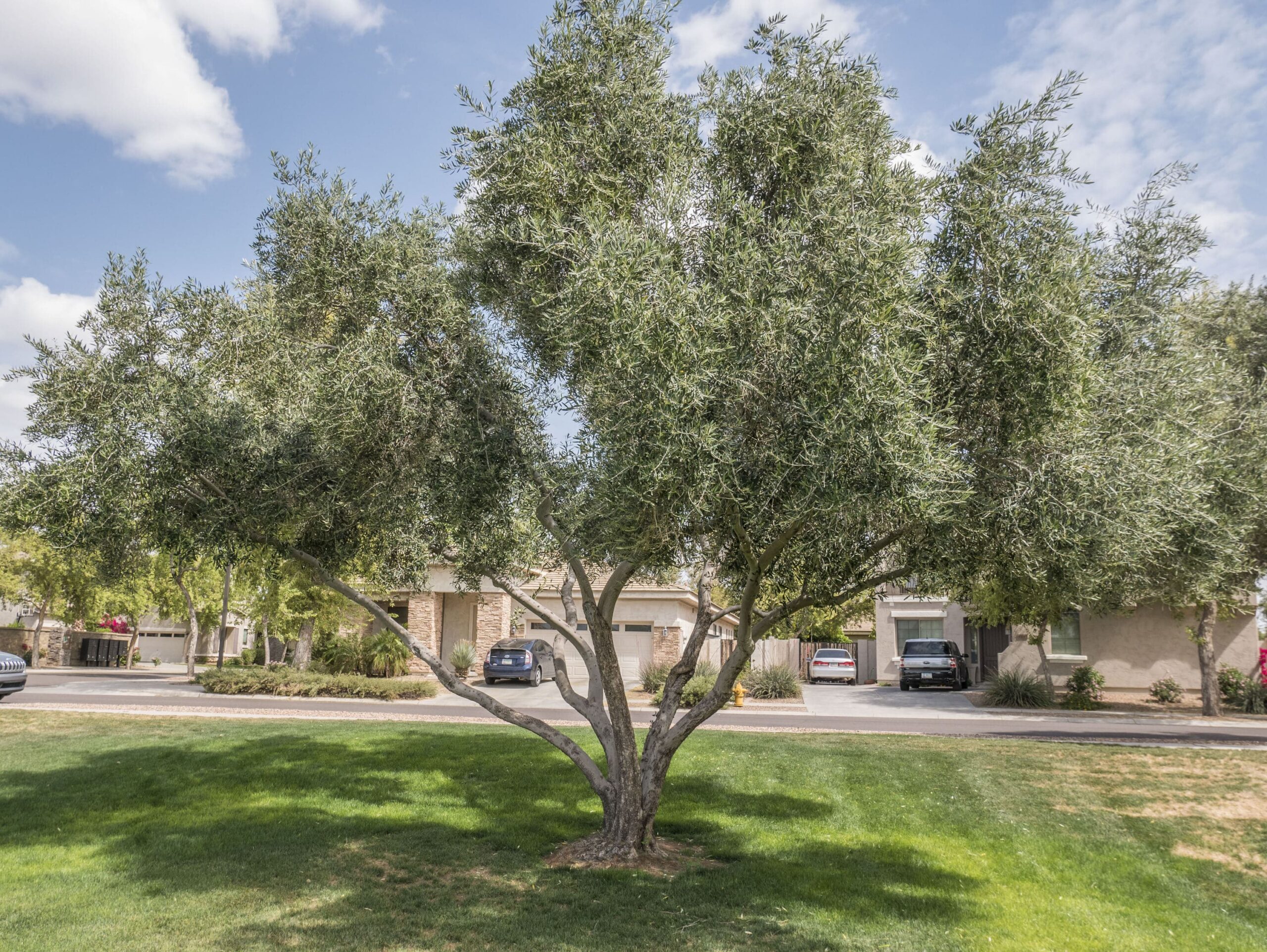 Wilson Olive – Desert Horizon Nursery