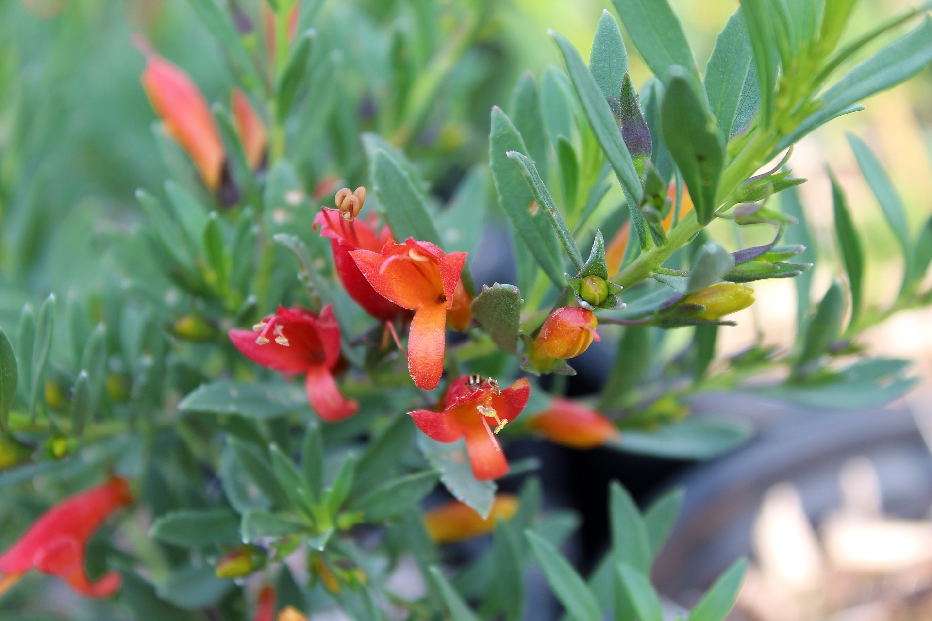 Emu Bush 'Winter Blaze' – Desert Horizon Nursery