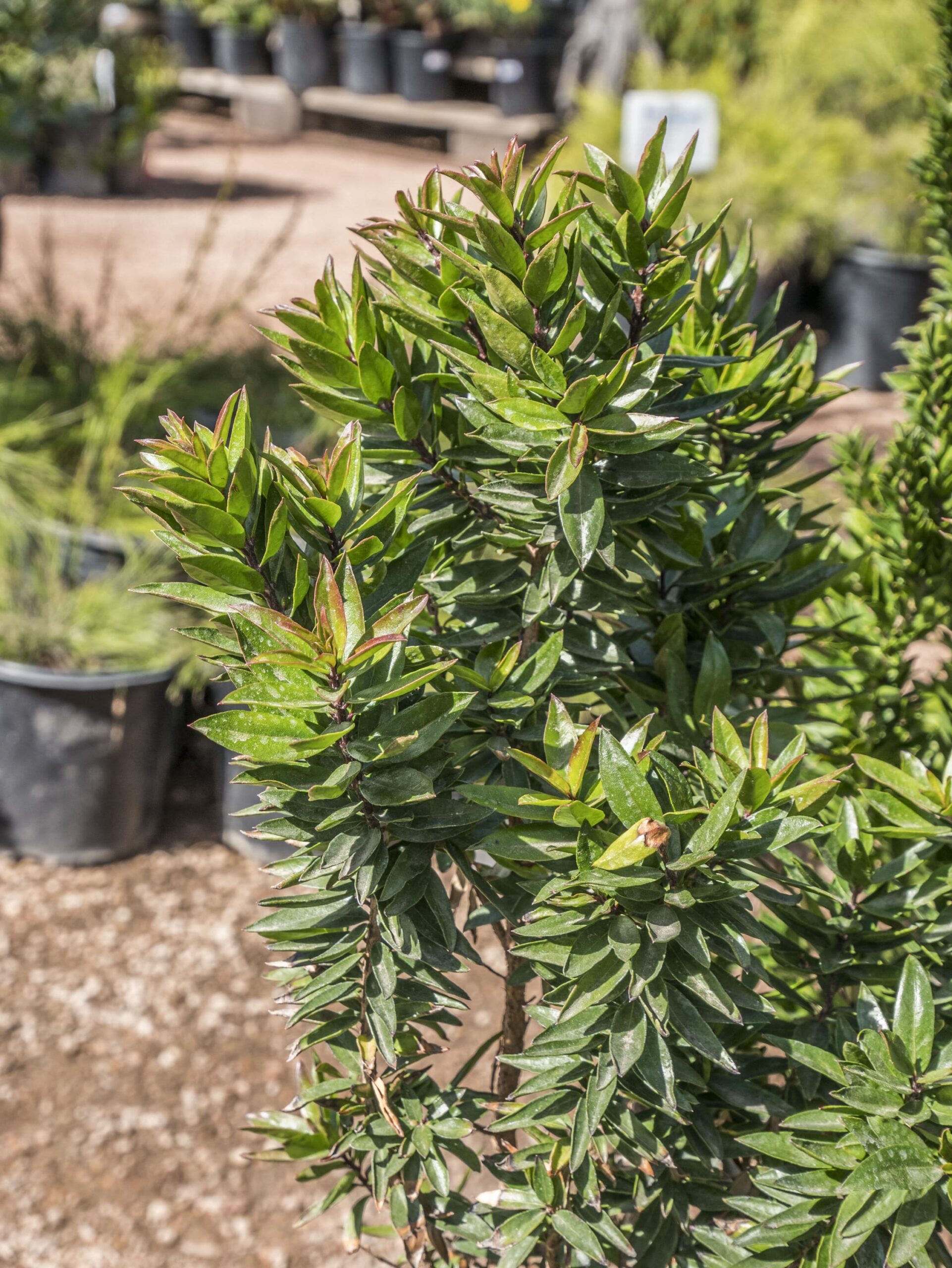Shiny Xylosma / Xylosma – Desert Horizon Nursery