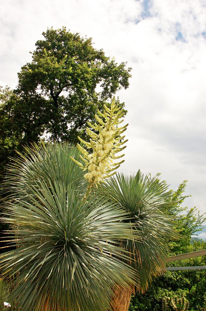 Yucca Rostrata (Beaked Yucca) – Desert Horizon Nursery