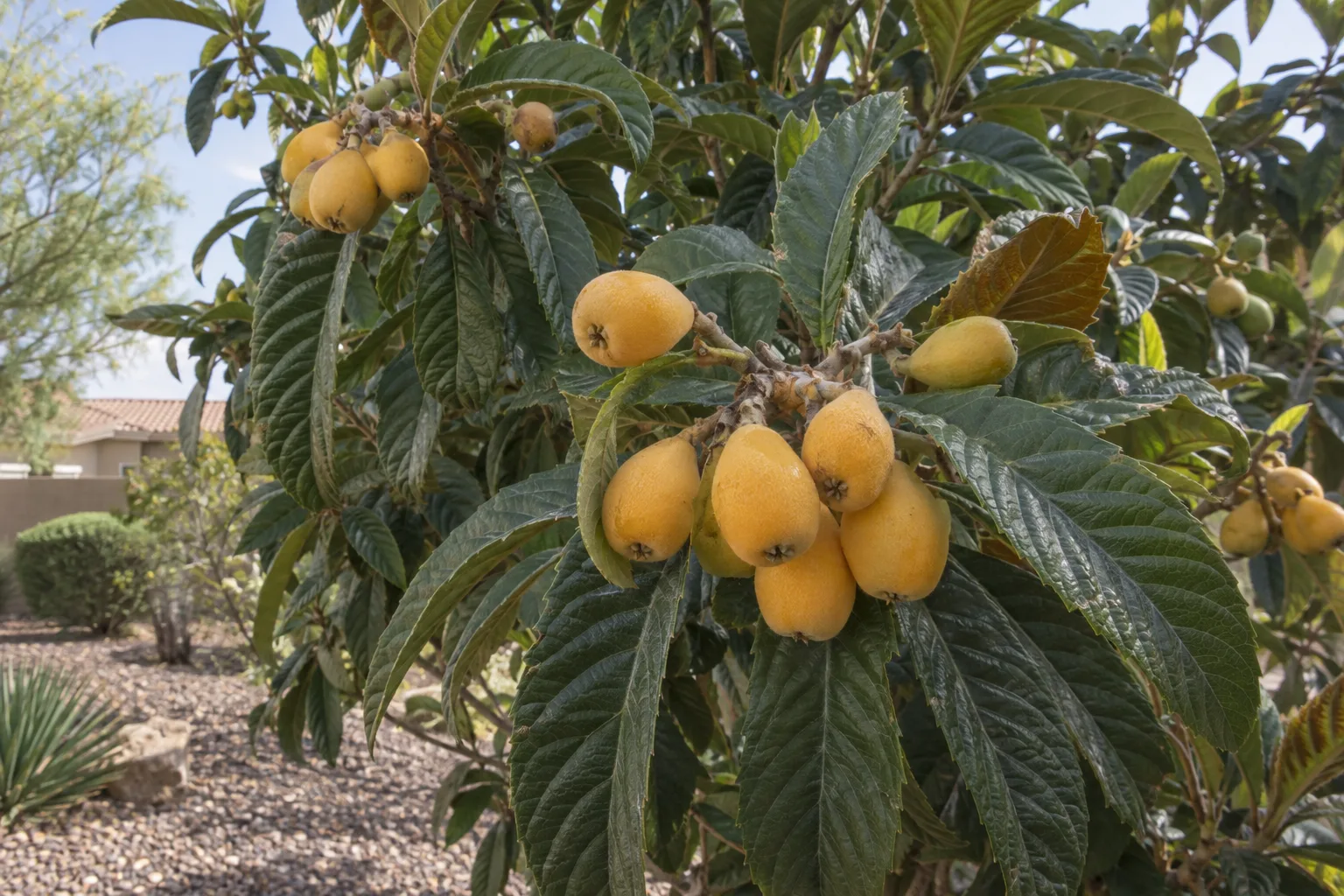 Advance loquat tree with large dark green leaves and clusters of yellow pear-shaped fruit