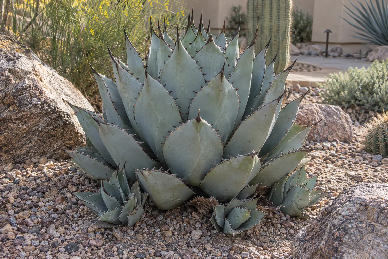 New Mexico agave, a tight blue-grey rosette with dark teeth and spines in gravel among boulders