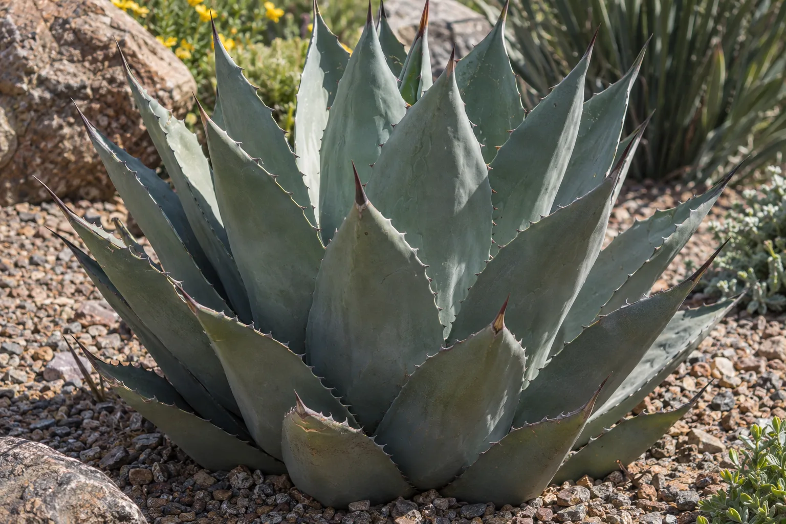 Blue-gray agave rosette with spine-tipped leaves growing in a Queen Creek gravel bed