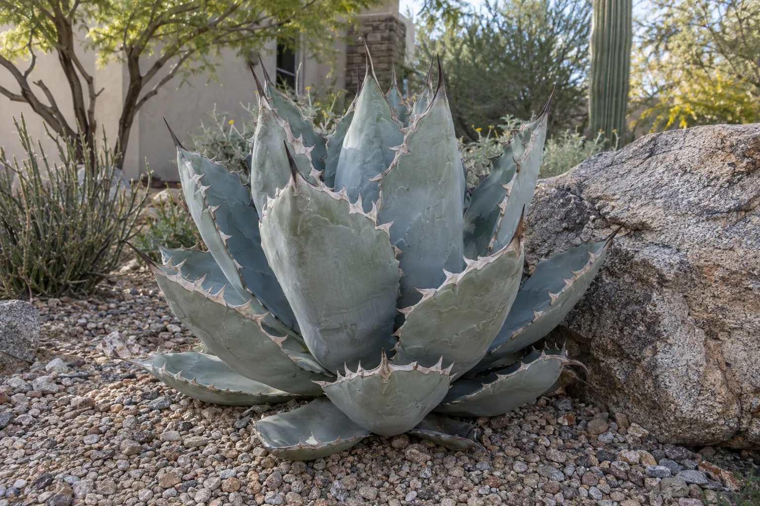 Agave titanota Dakota, a compact blue-grey rosette with large toothed leaves in gravel by a boulder