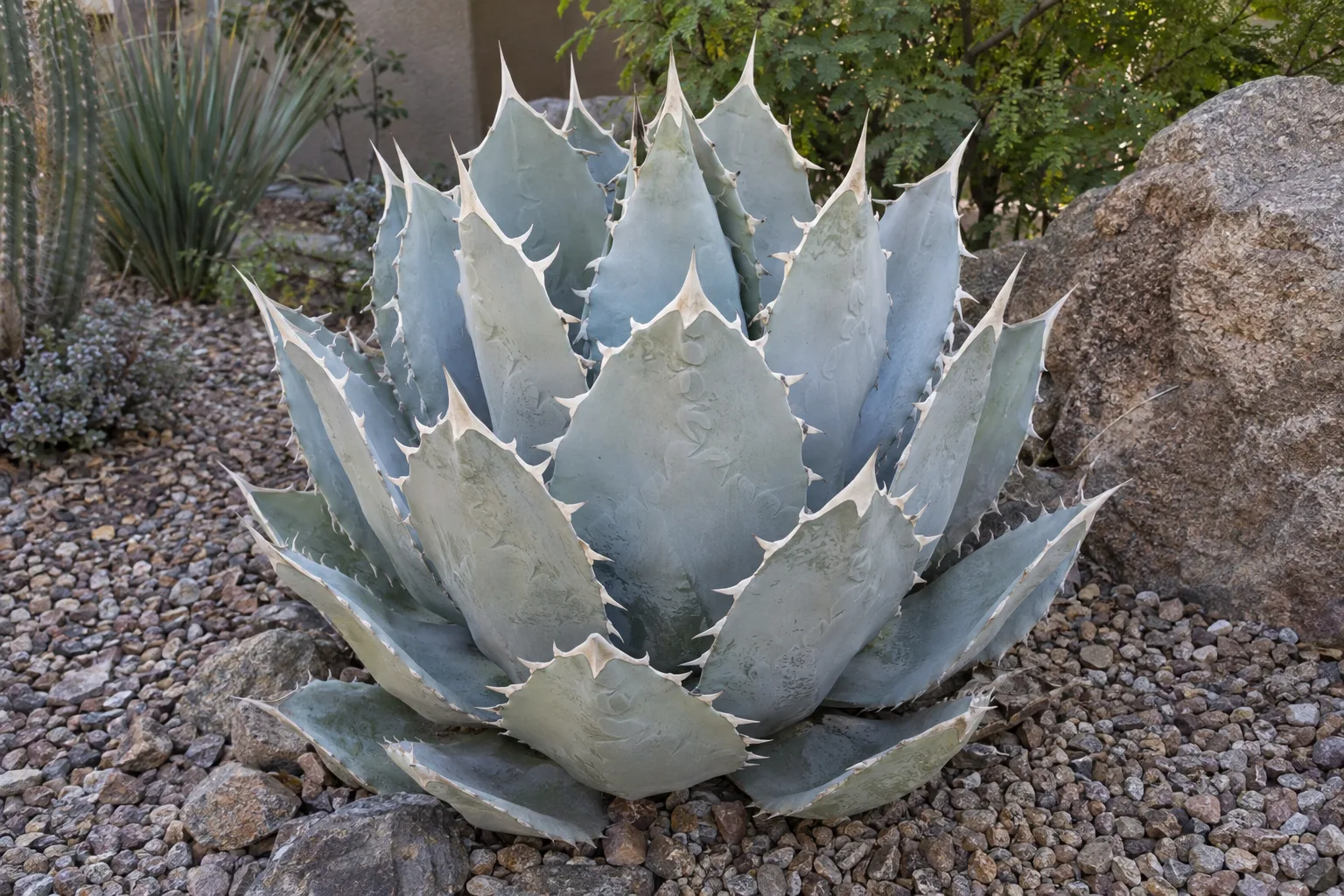 Agave titanota White Ice, a silvery white rosette with ivory teeth in gravel beside a boulder