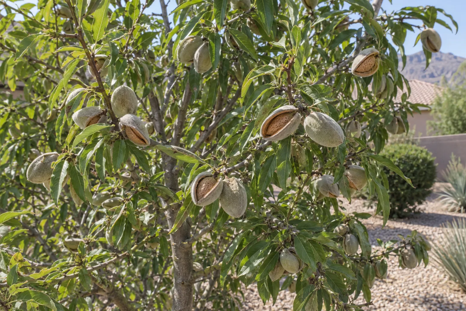 All in One almond tree with narrow green leaves and fuzzy grey-green hulls splitting to show almonds