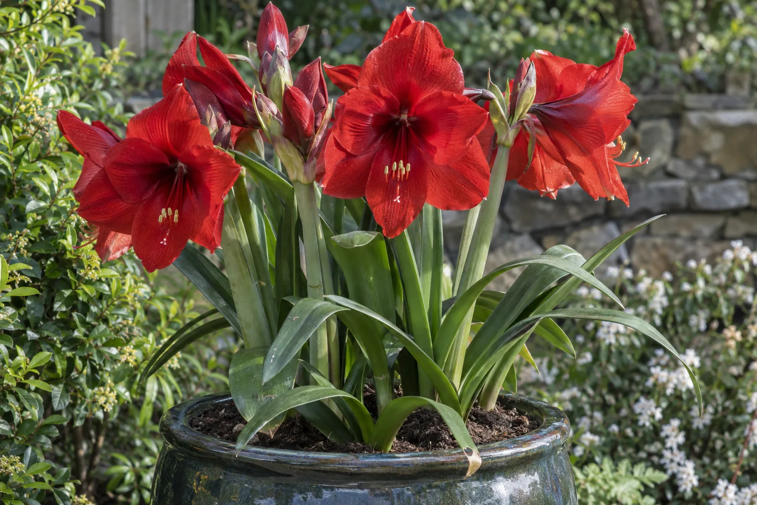 Tall red amaryllis blooms rising above green leaves in a large glazed container