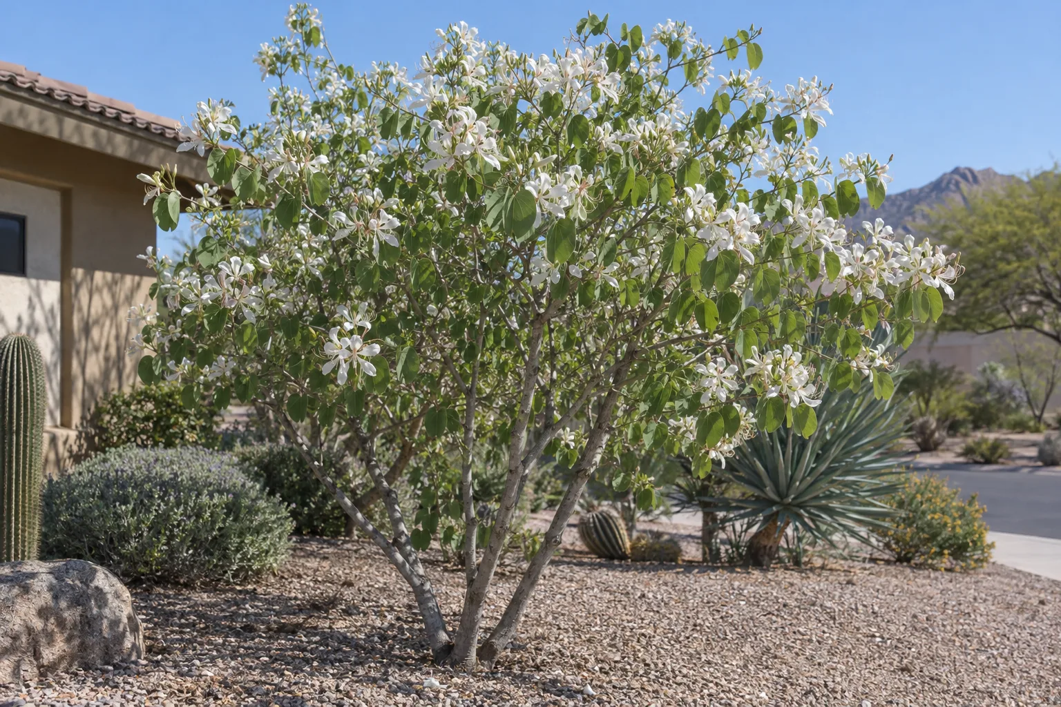 Anacacho orchid tree, a small multi-trunk tree with two-lobed leaves and clusters of white orchid-like flowers