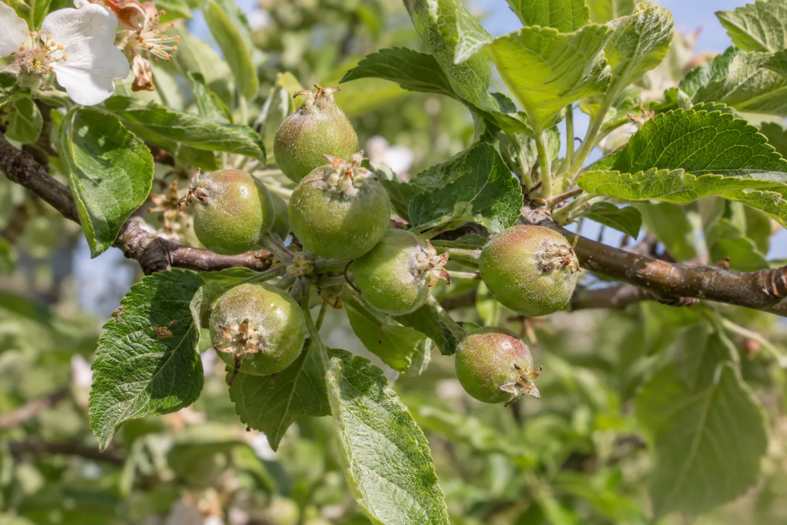 Cluster of small green apple fruitlets on a branch in spring, Queen Creek