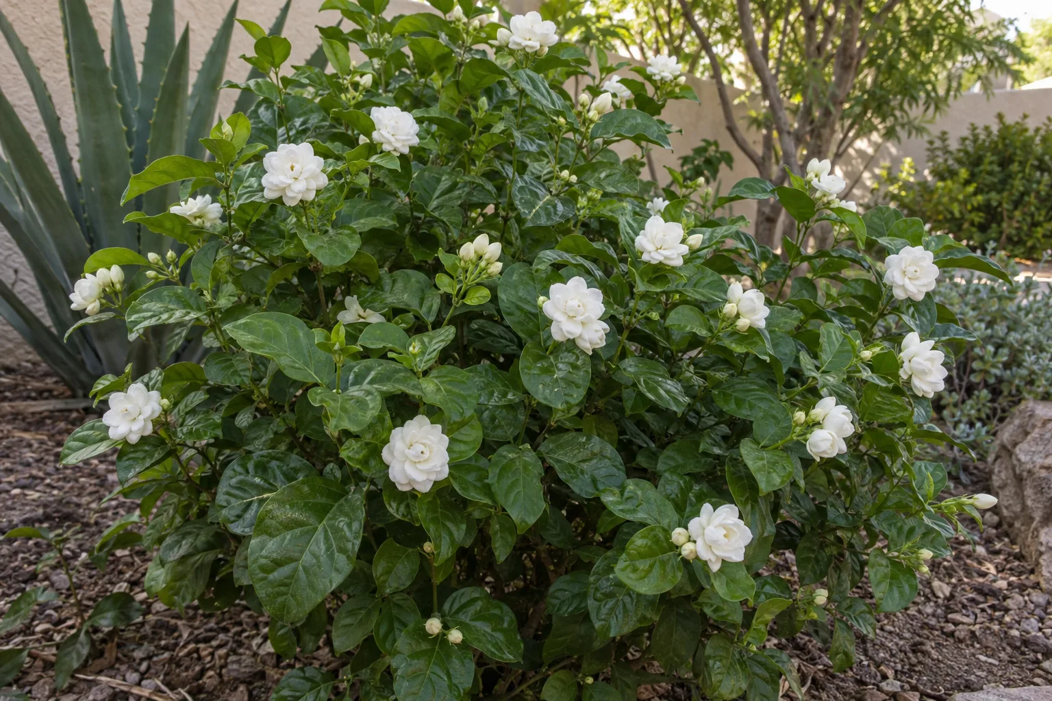 Arabian jasmine Grand Duke shrub with glossy dark leaves and double white rose-like flowers